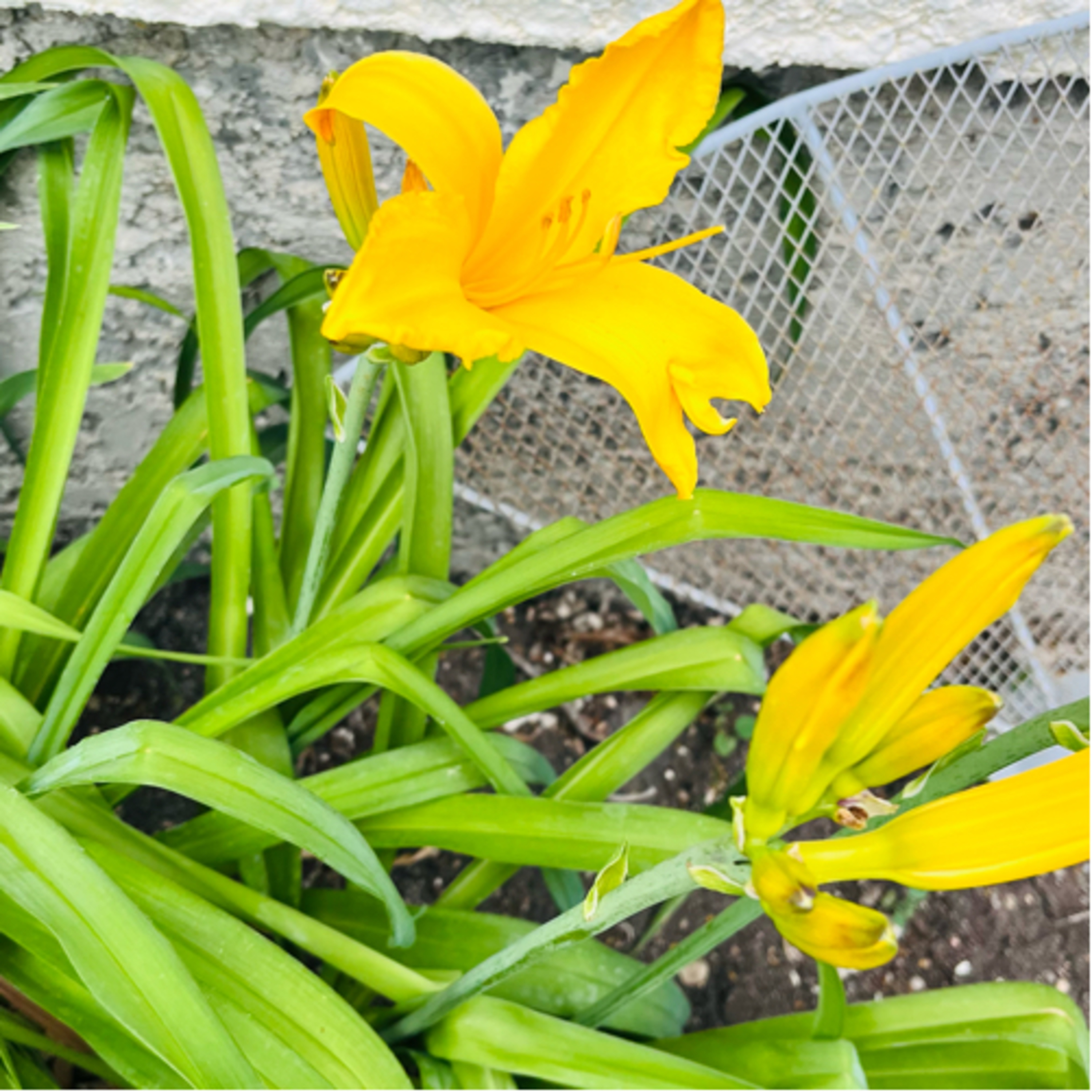 When You Are Empowered - You will Flower and plant and seeds to grow in the love and light!  episode artwork