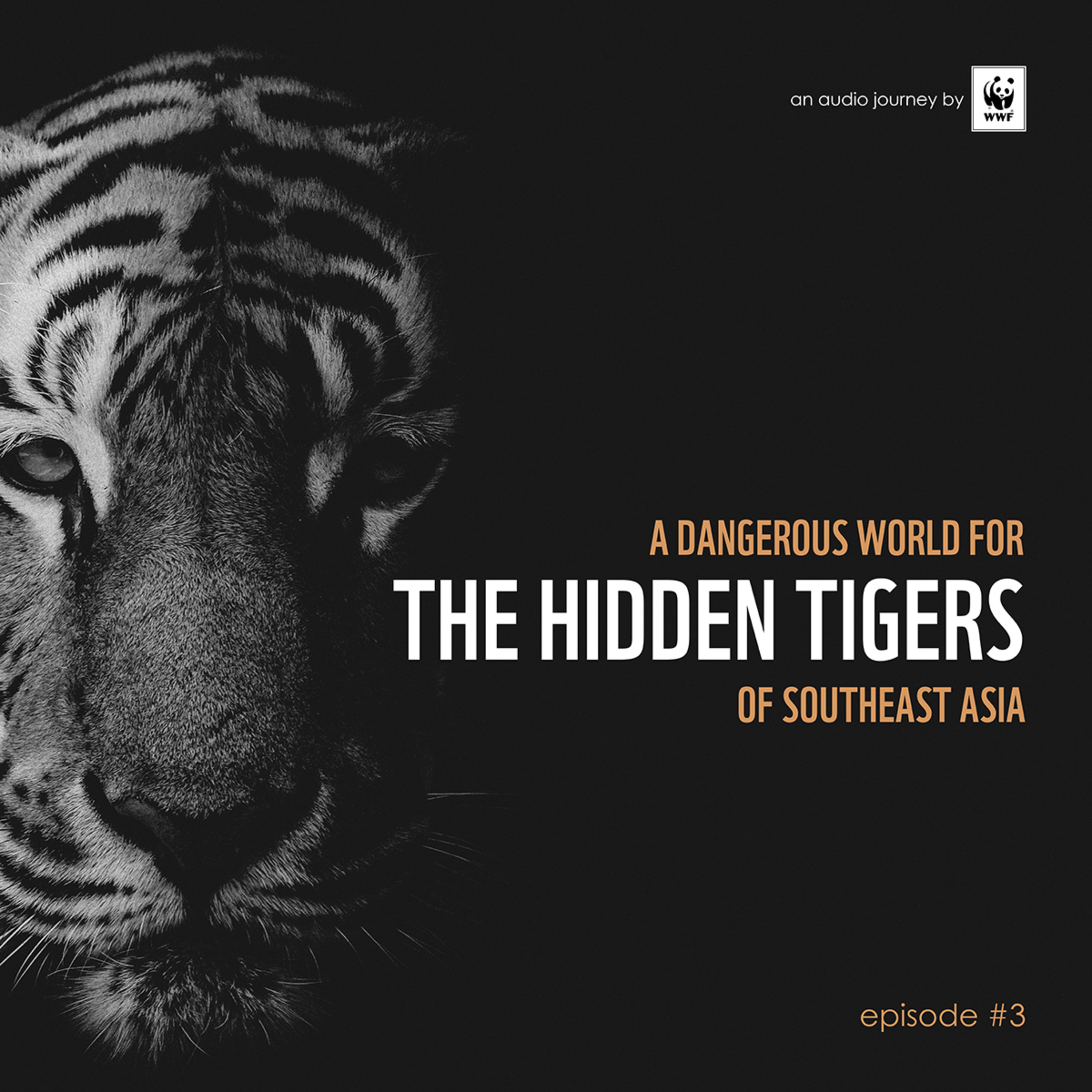 3 A Dangerous World for the Hidden Tigers of Southeast Asia