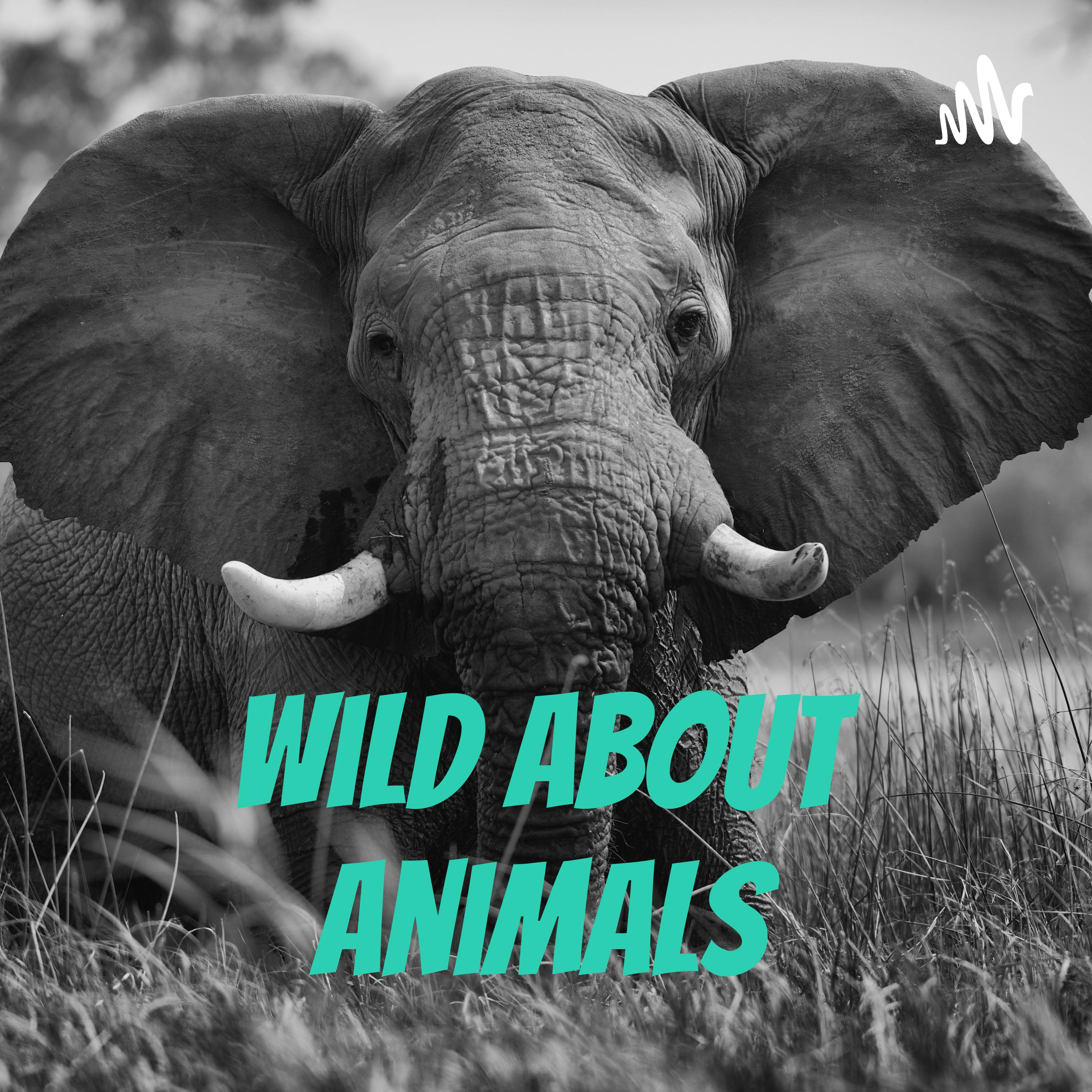 Episode 2 Elephants episode artwork