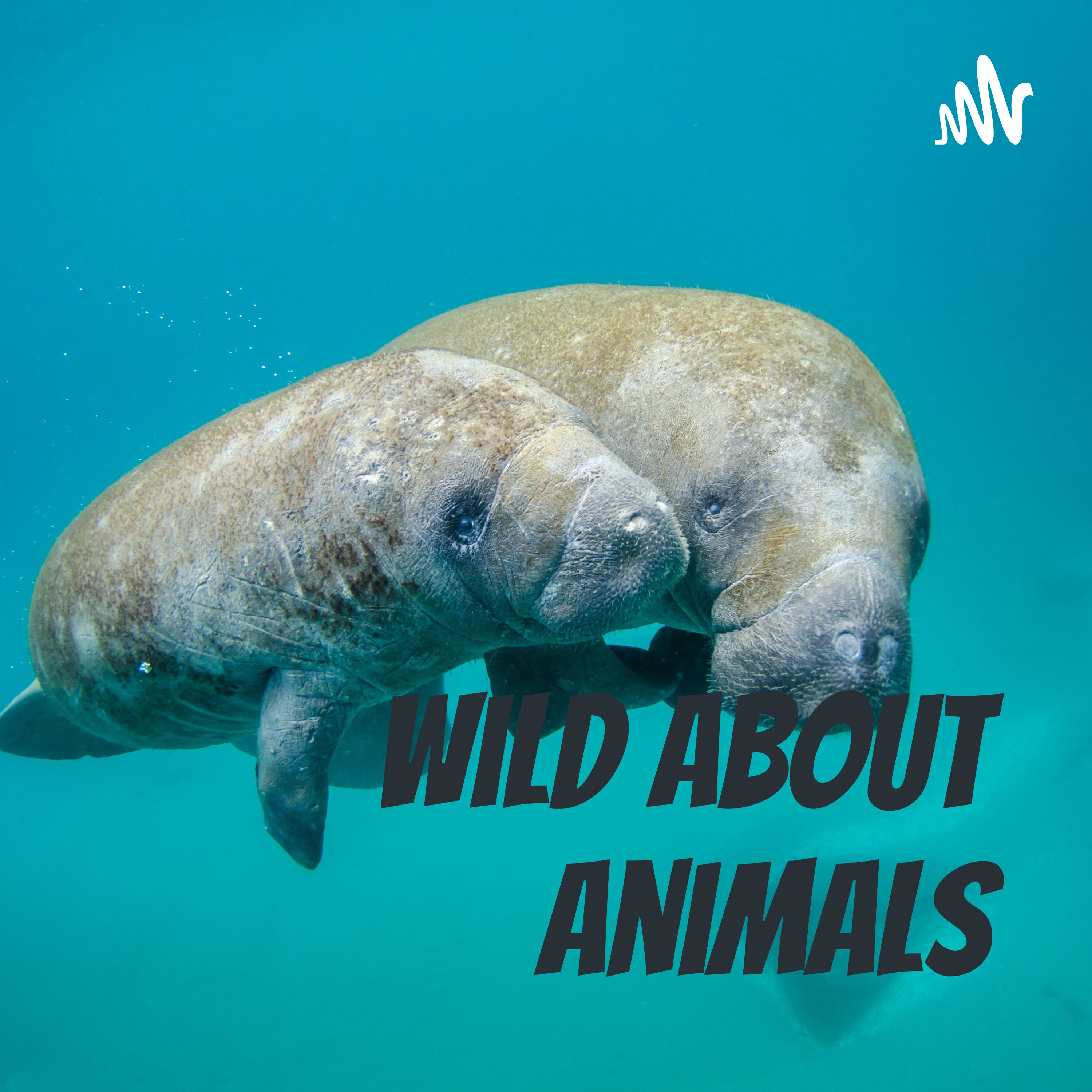 Episode 21 Manatee episode artwork