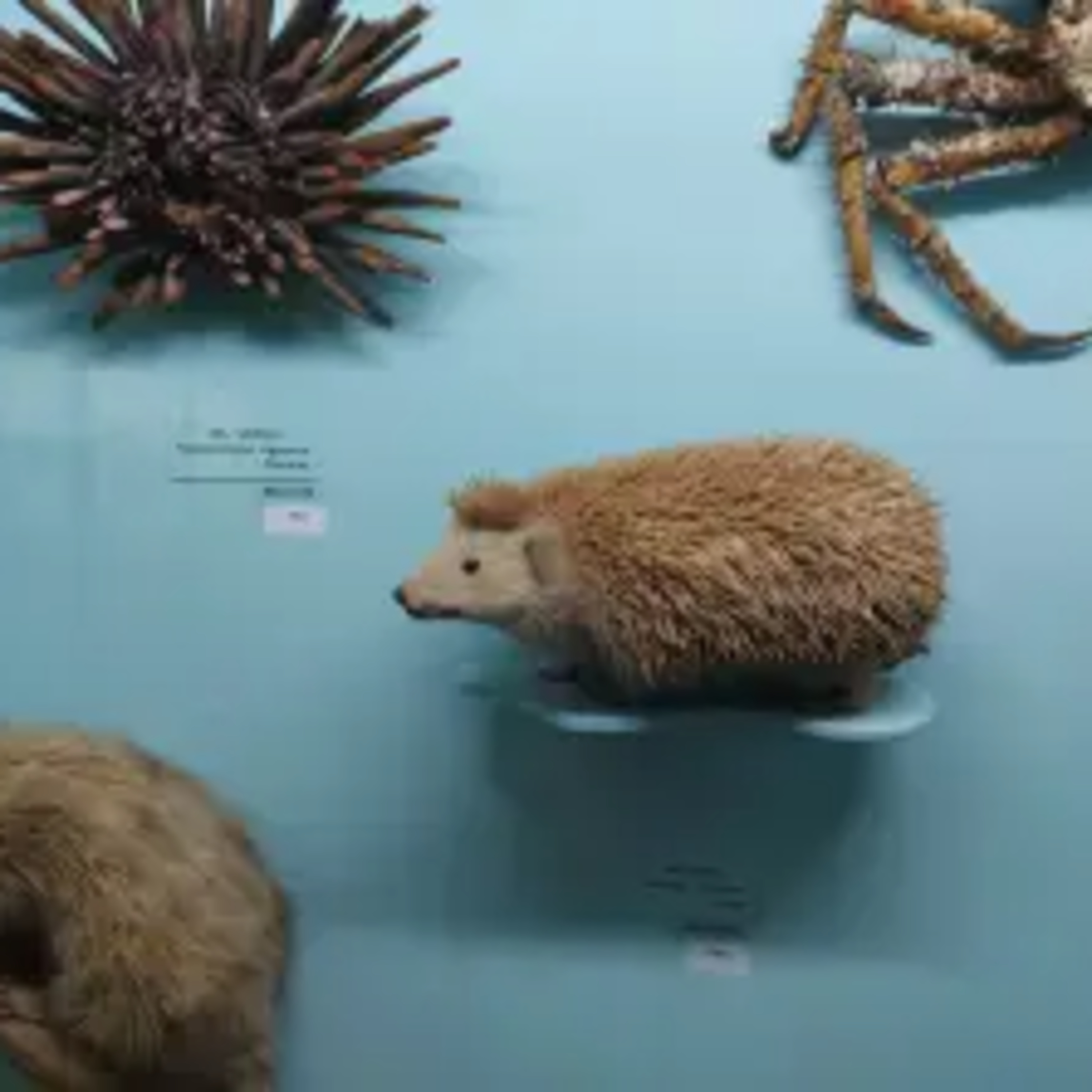 The Horniman Museum episode artwork