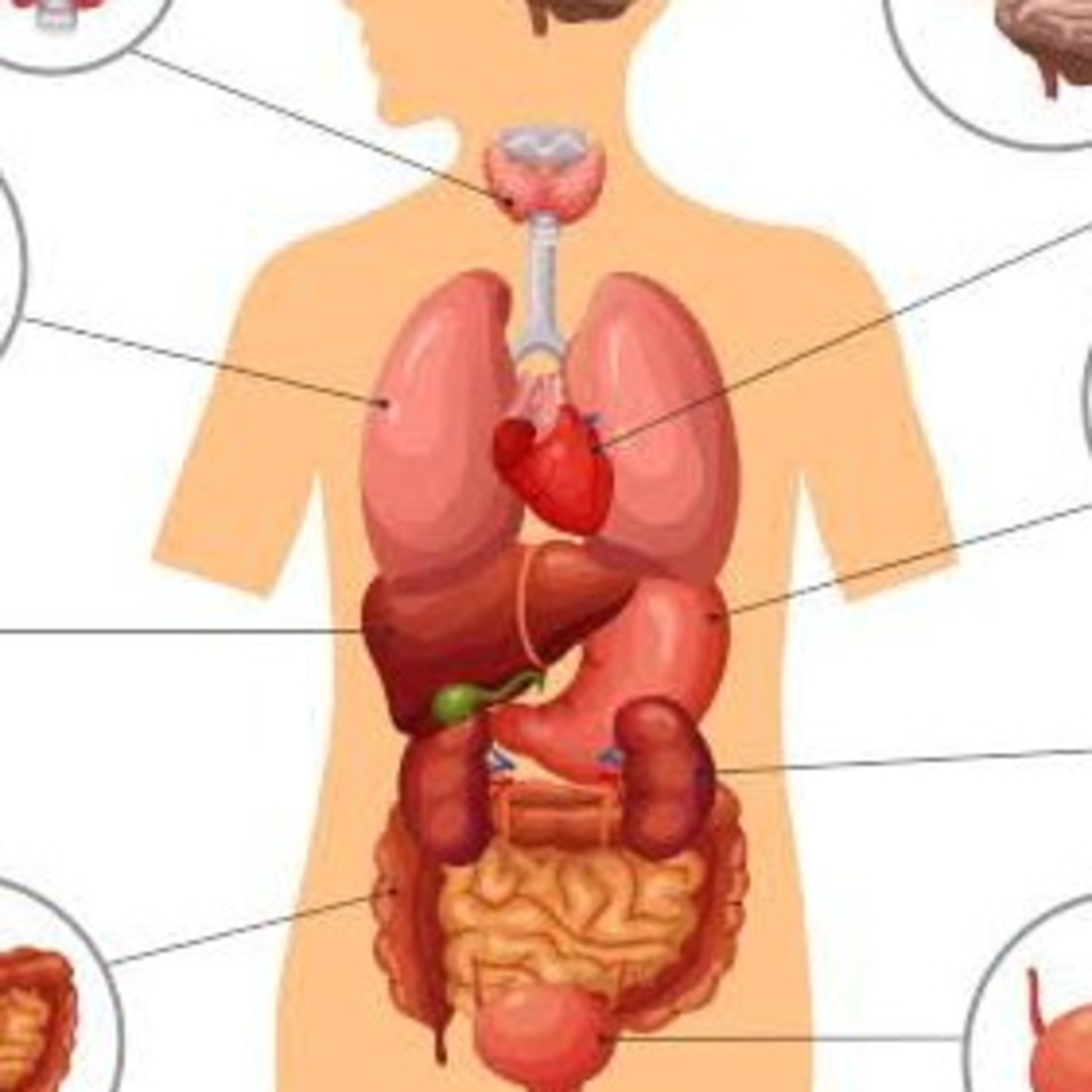 Trabalho 8 ° ano  Nos caminhos do corpo humano