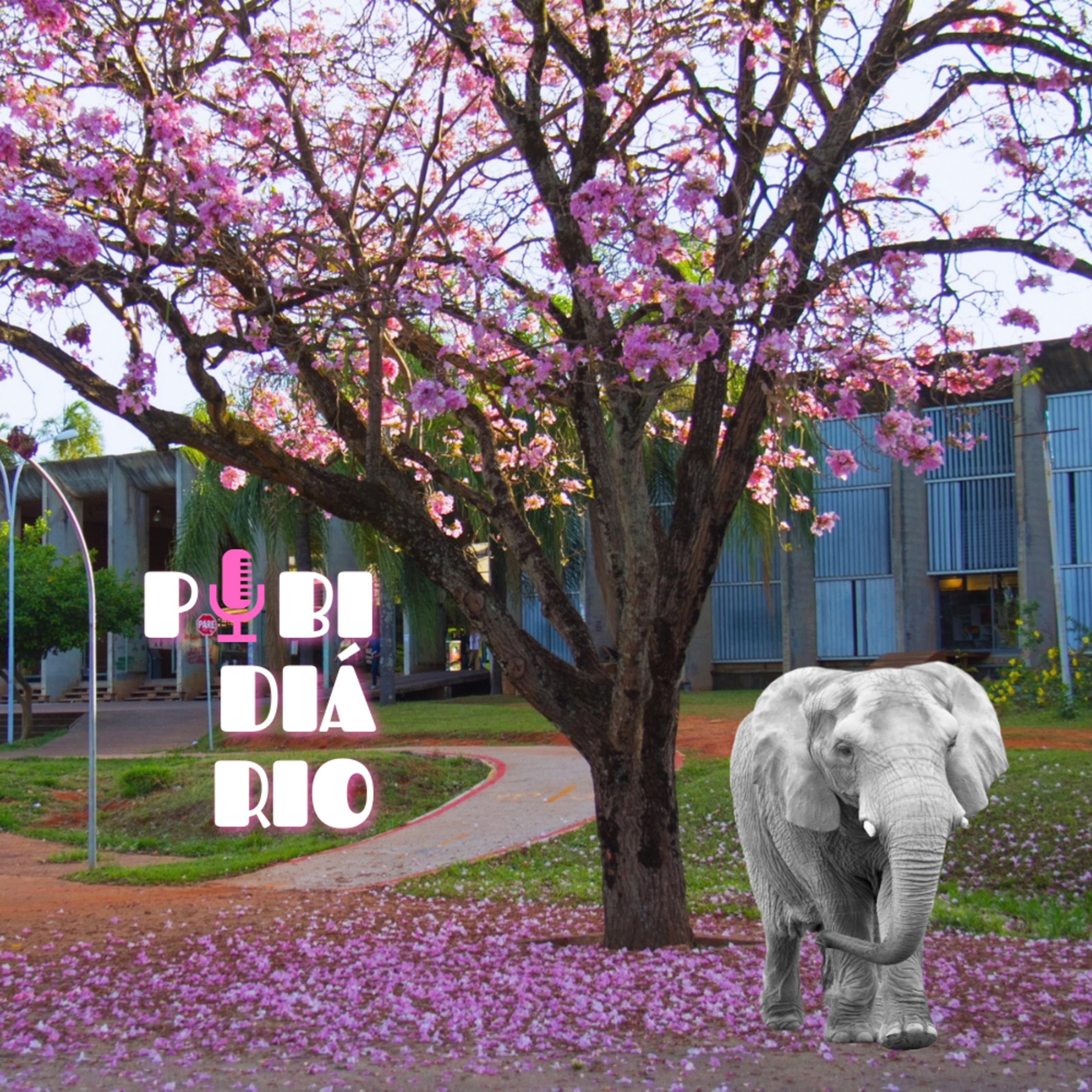 Pibidiário