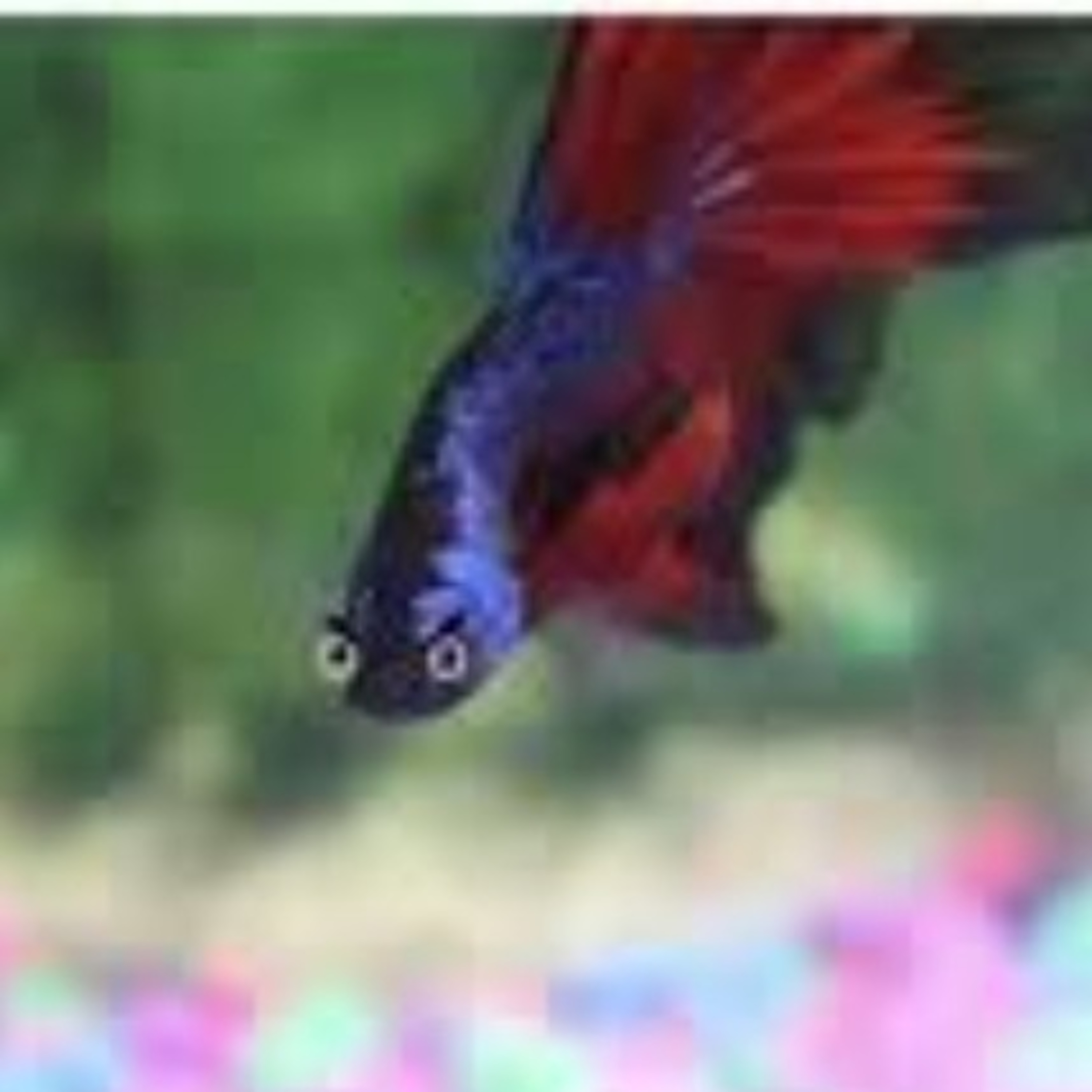 Exploring Fish: The Betta, best beginner fish