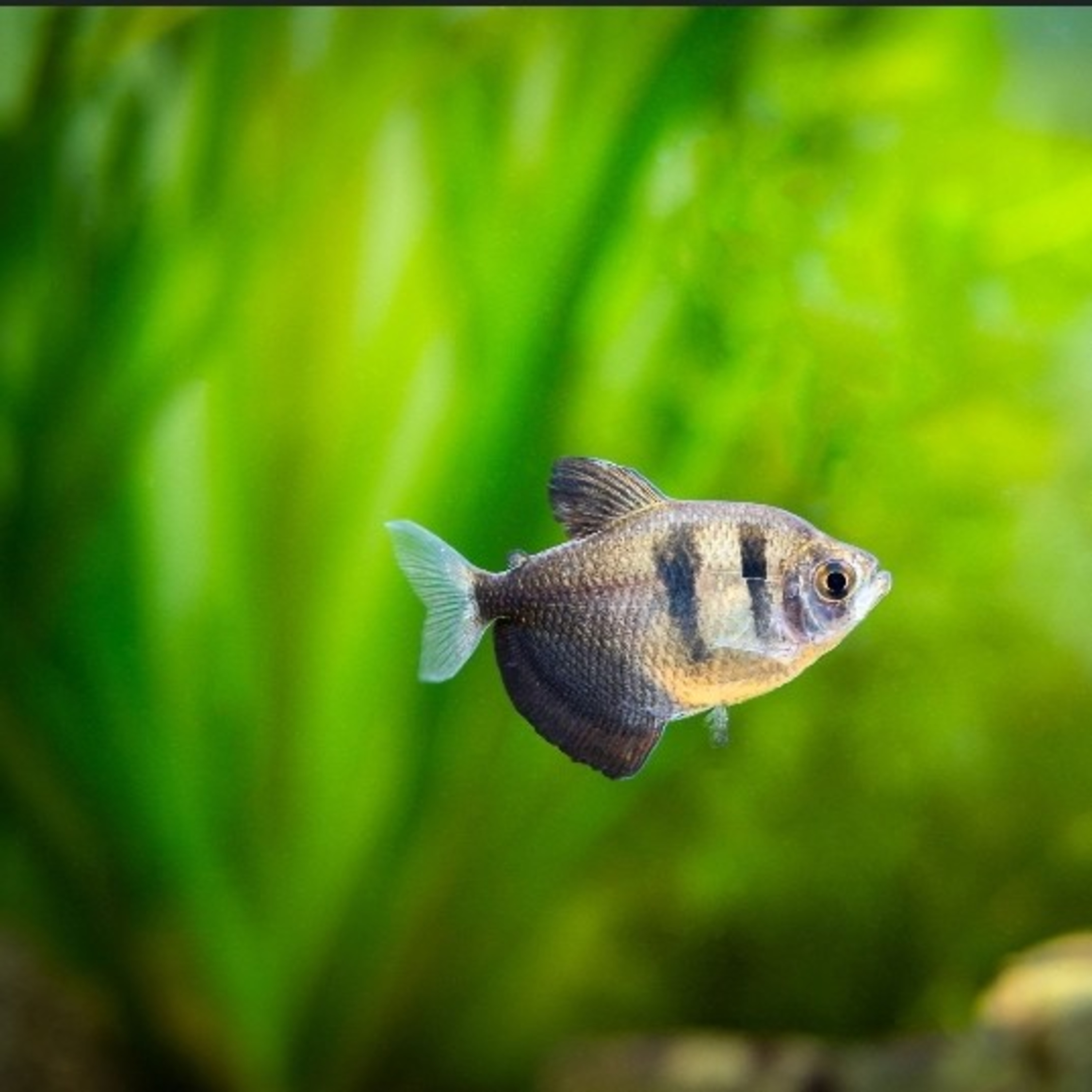 Exploring Fish: Episode 2 Tetras, great for beginners and advanced fishkeepers