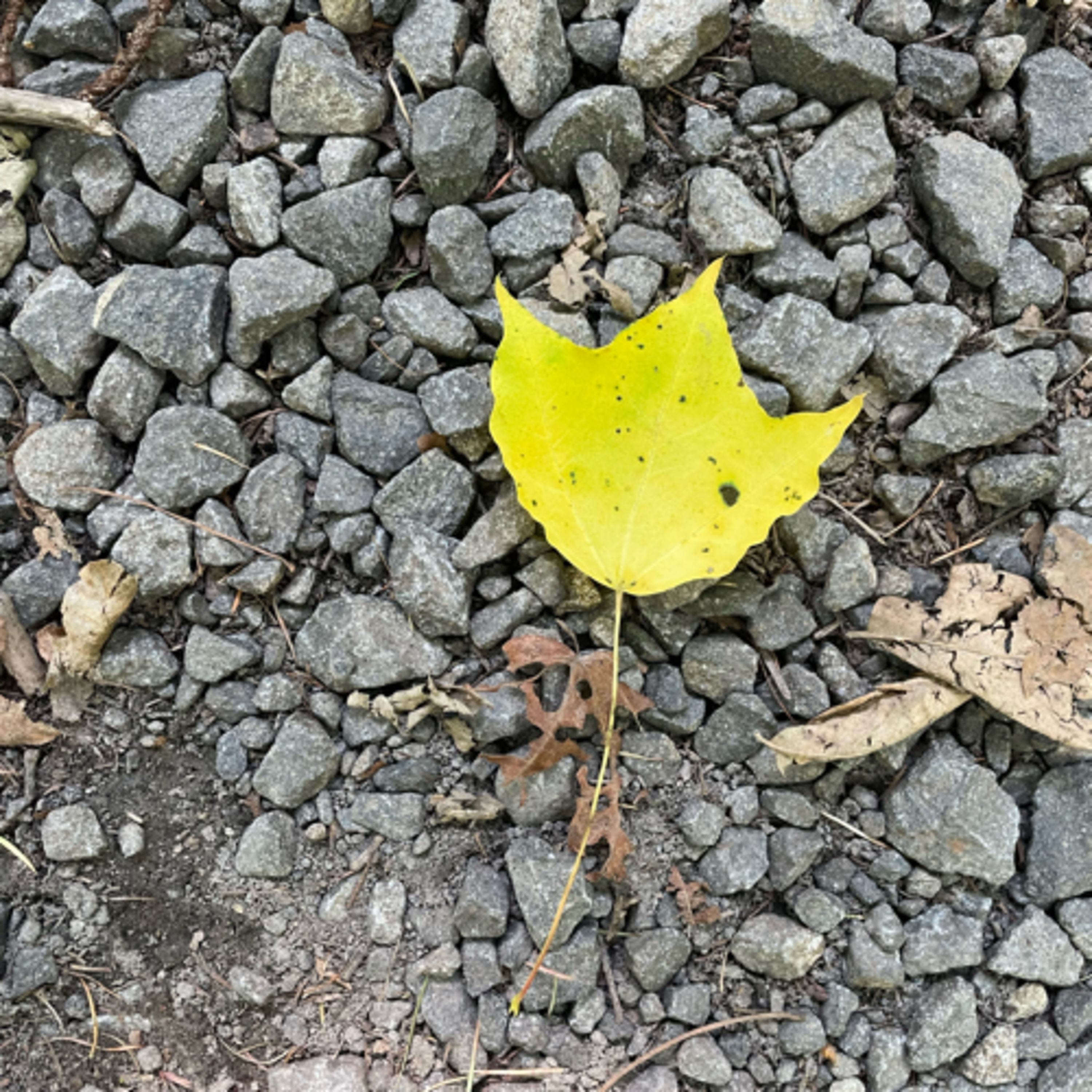 214.【あぴちゃんとコラボ対談】切なさは何から出来ているの？季節のリズムが人の内面に作用すること。 episode artwork