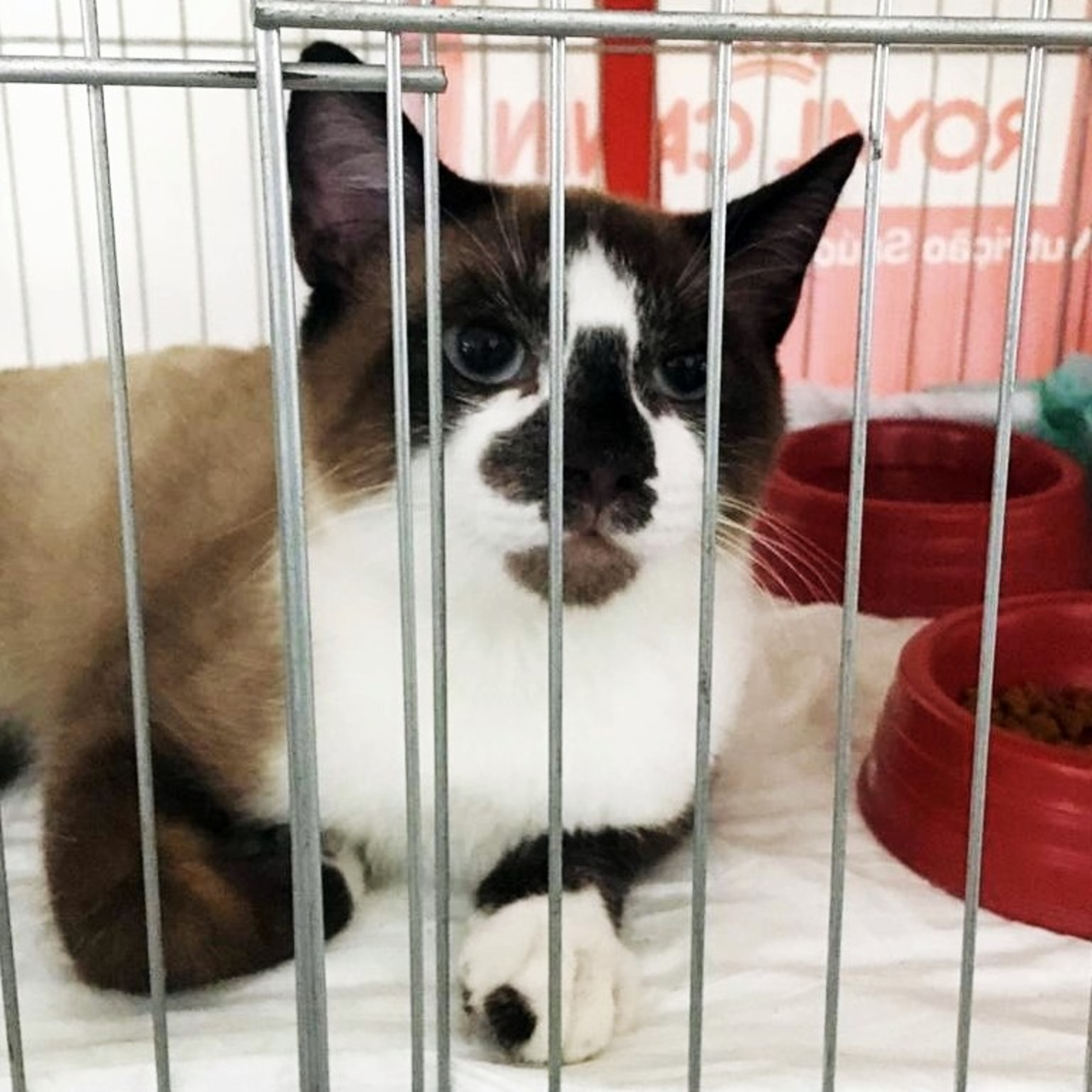 Gatocast