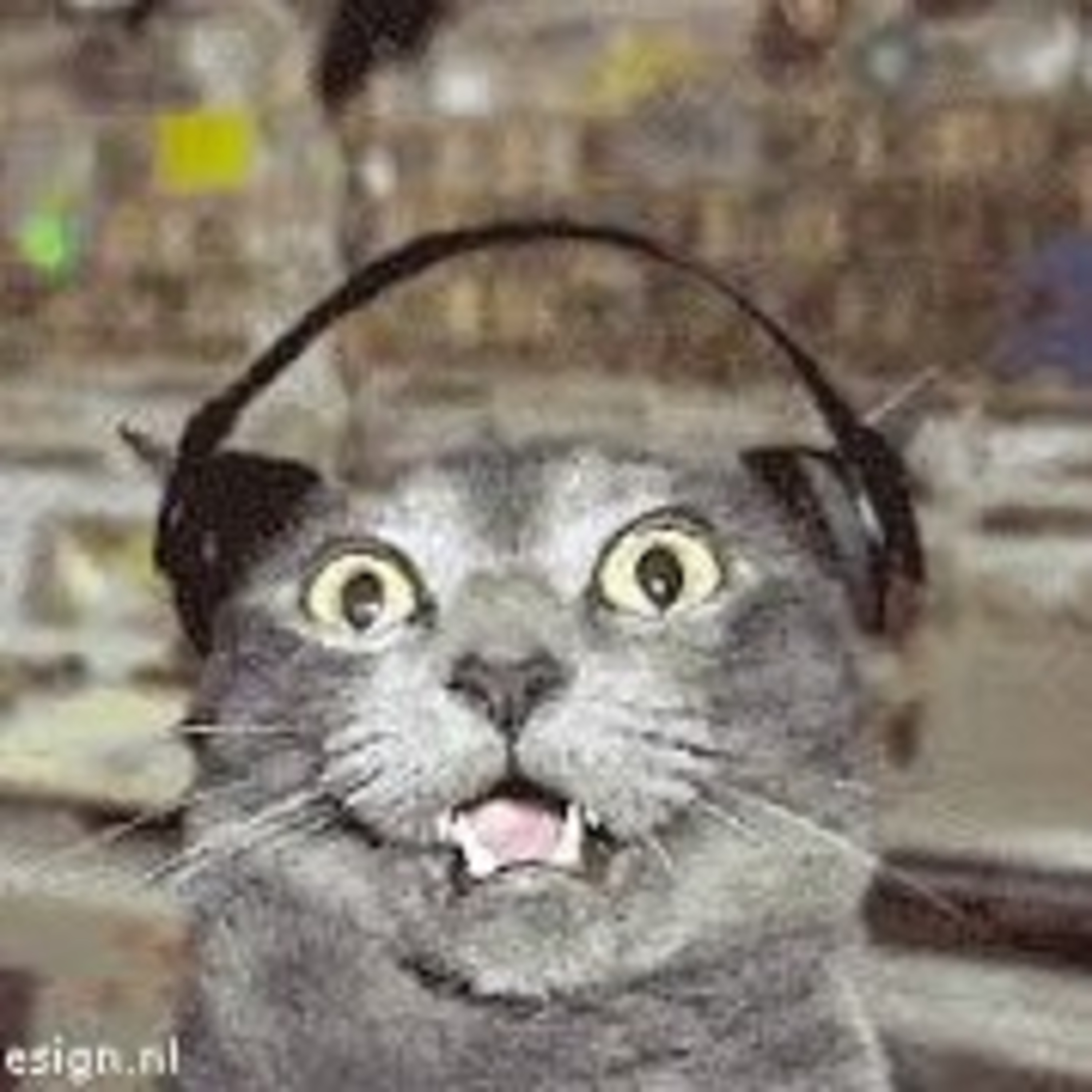 Gatocast