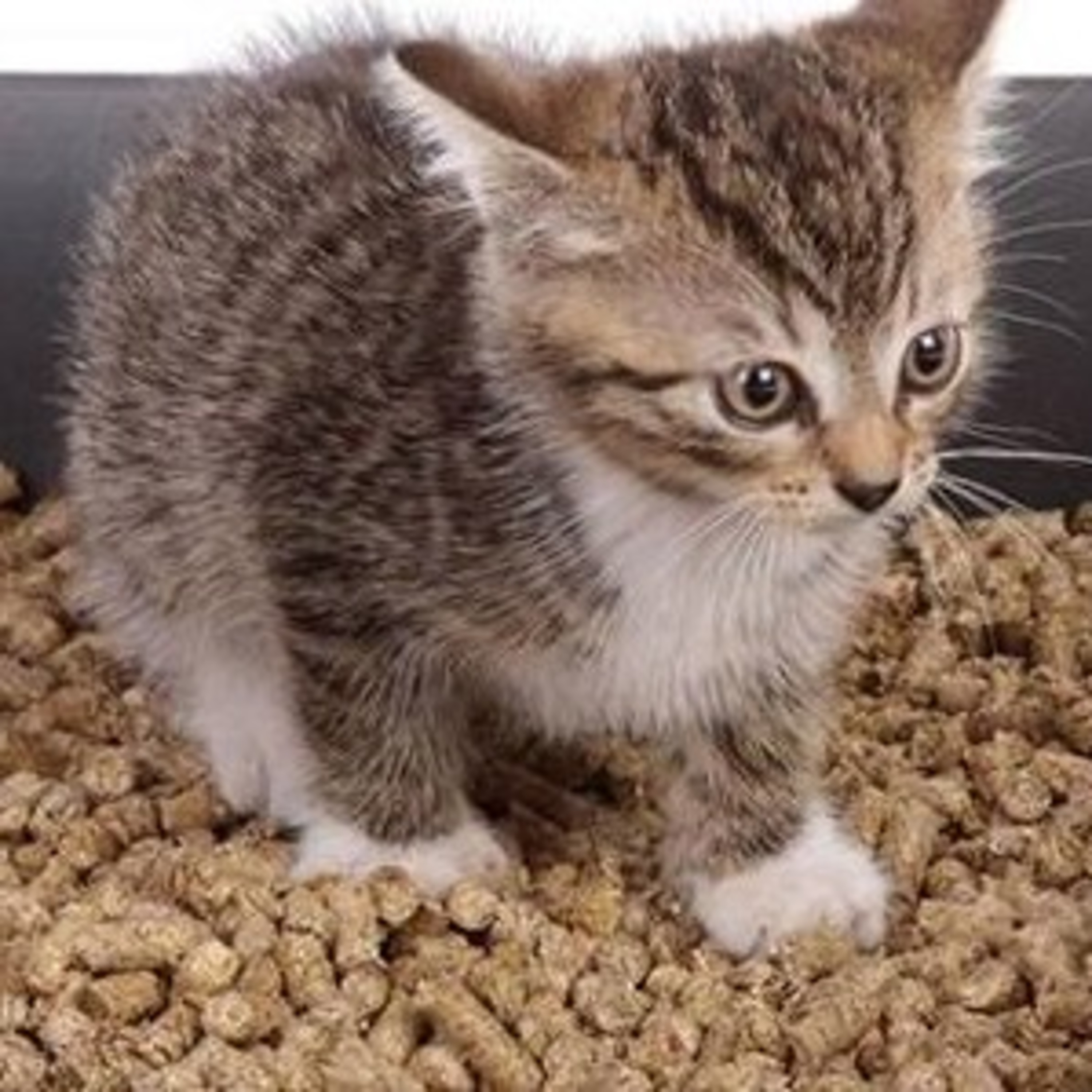 Gatocast