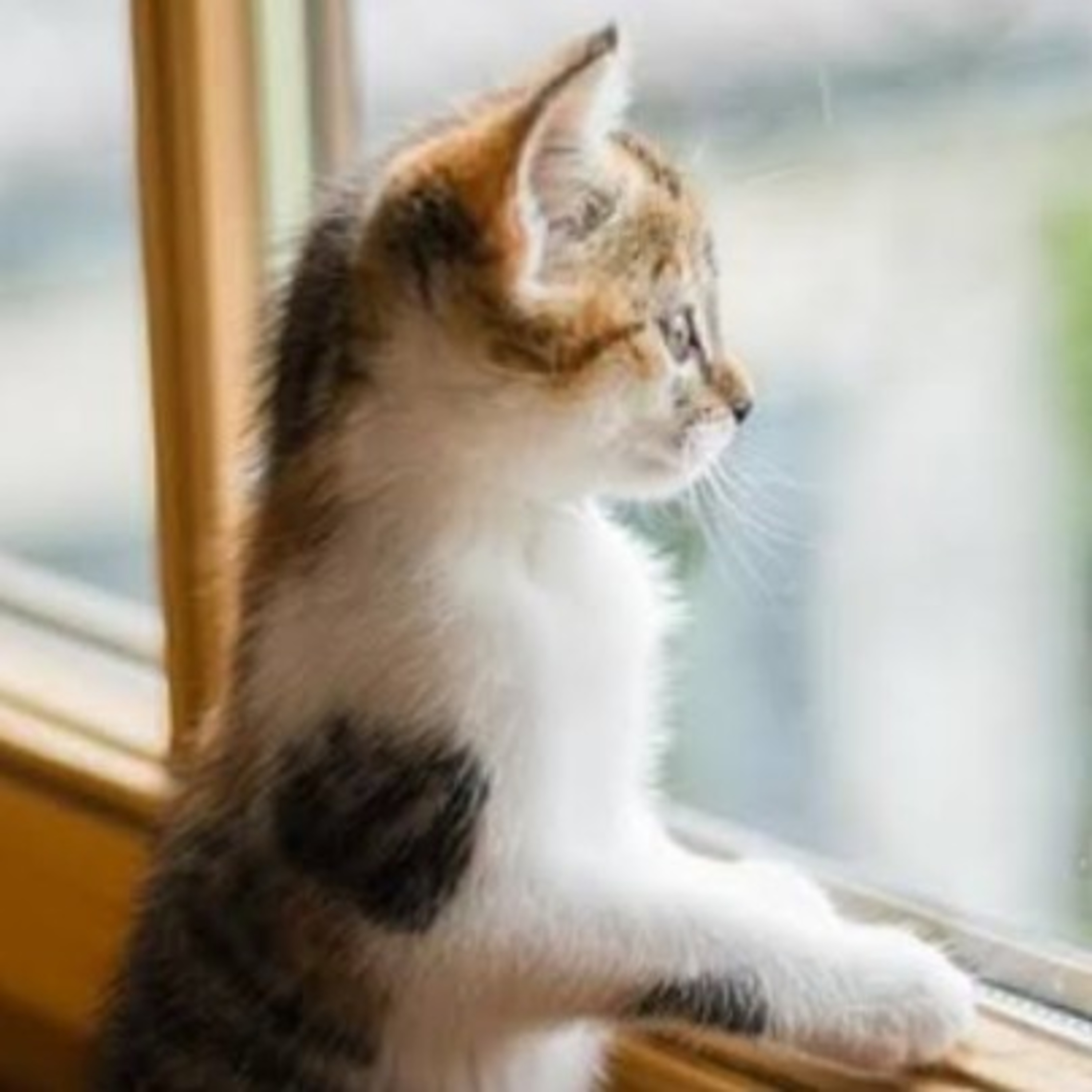 Gatocast