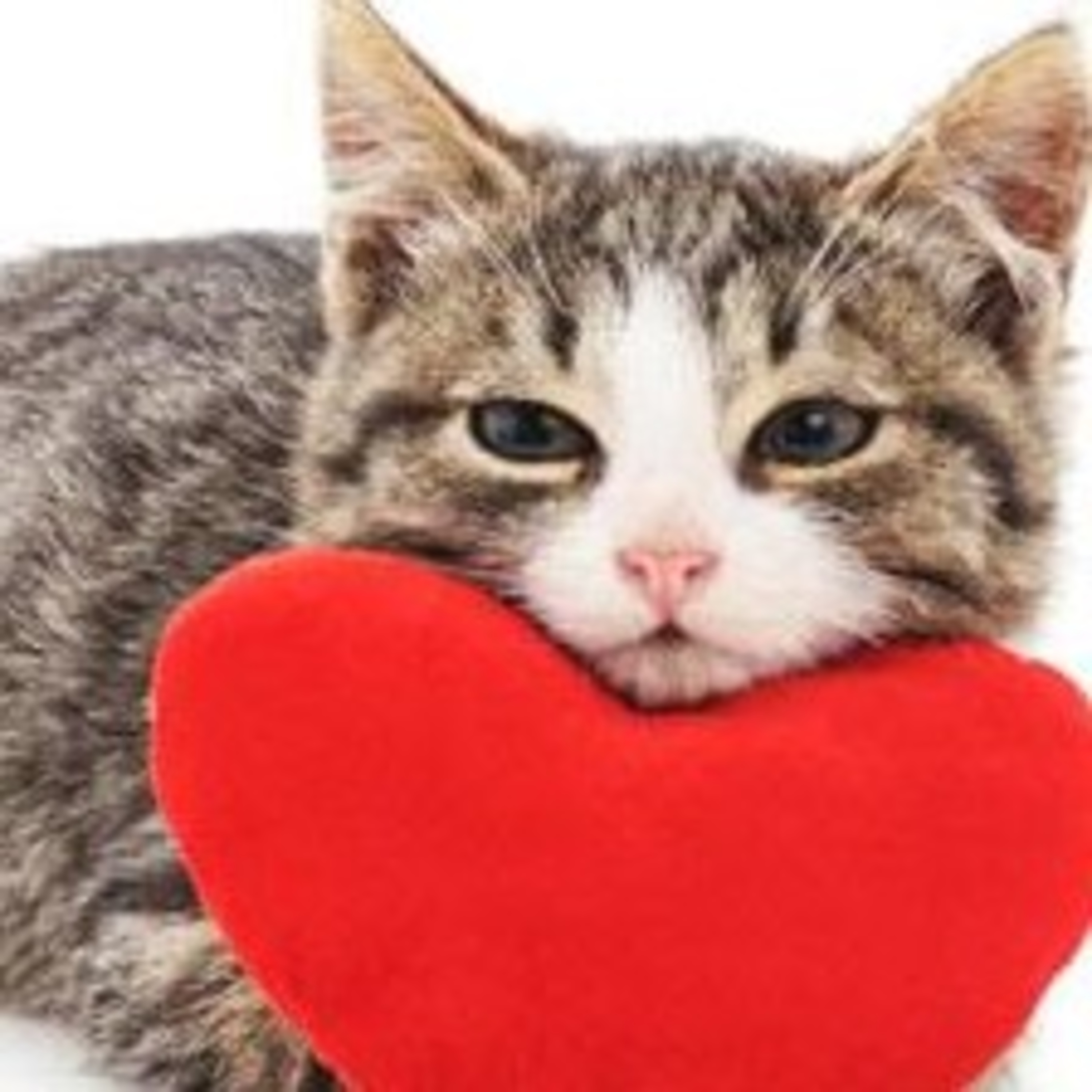 Gatocast