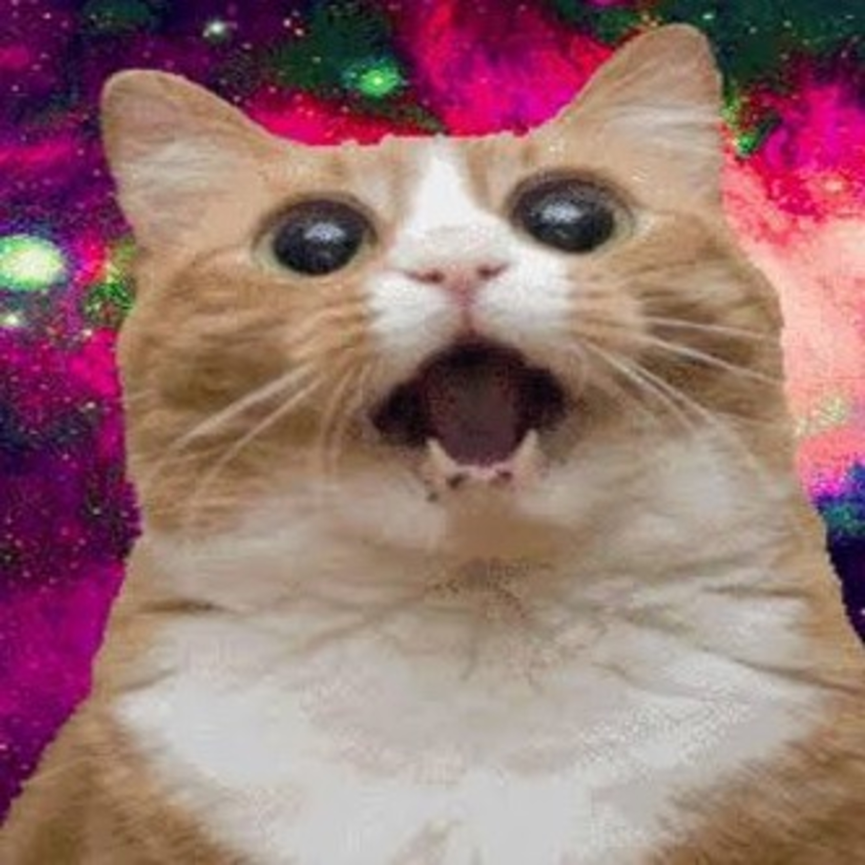 Gatocast