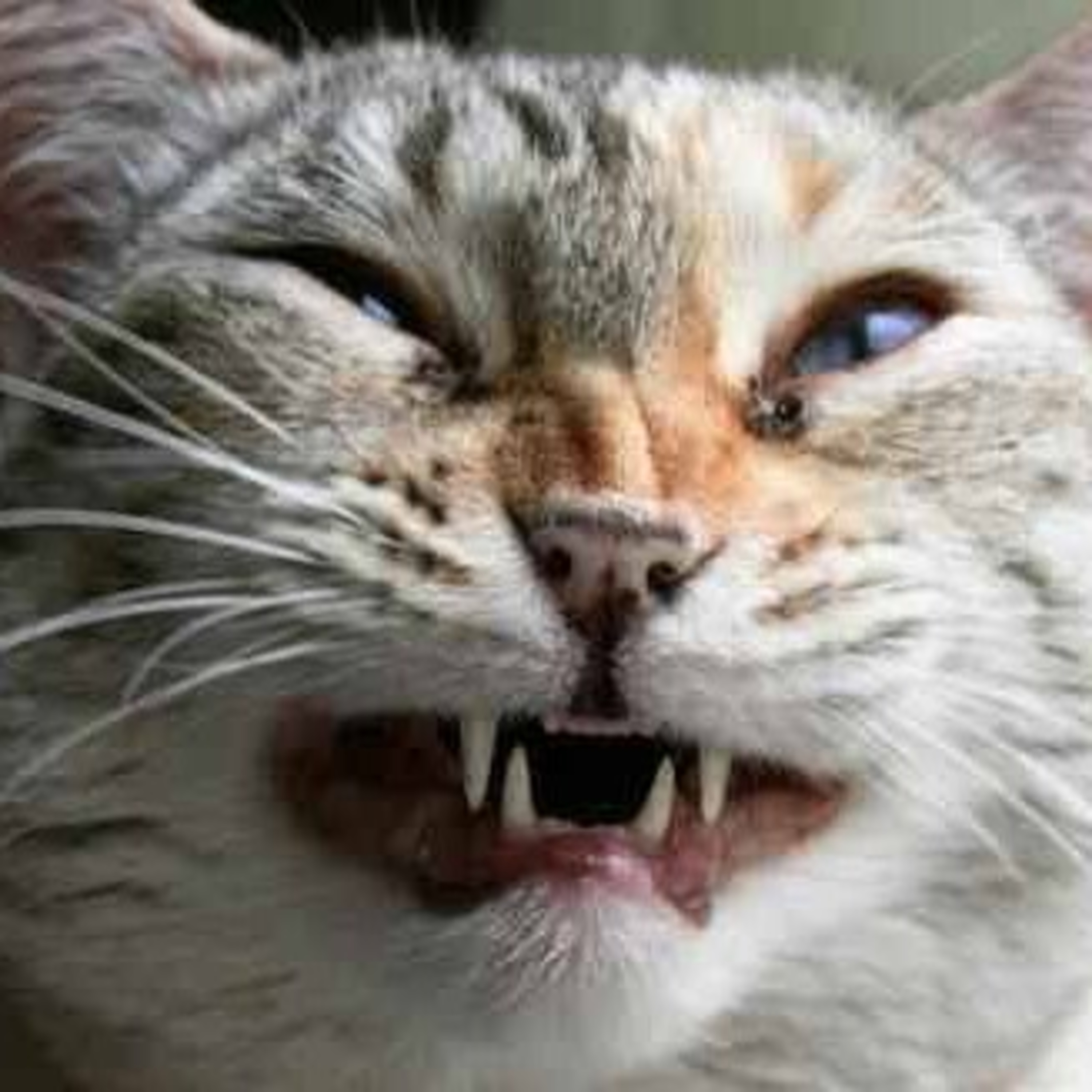 Gatocast