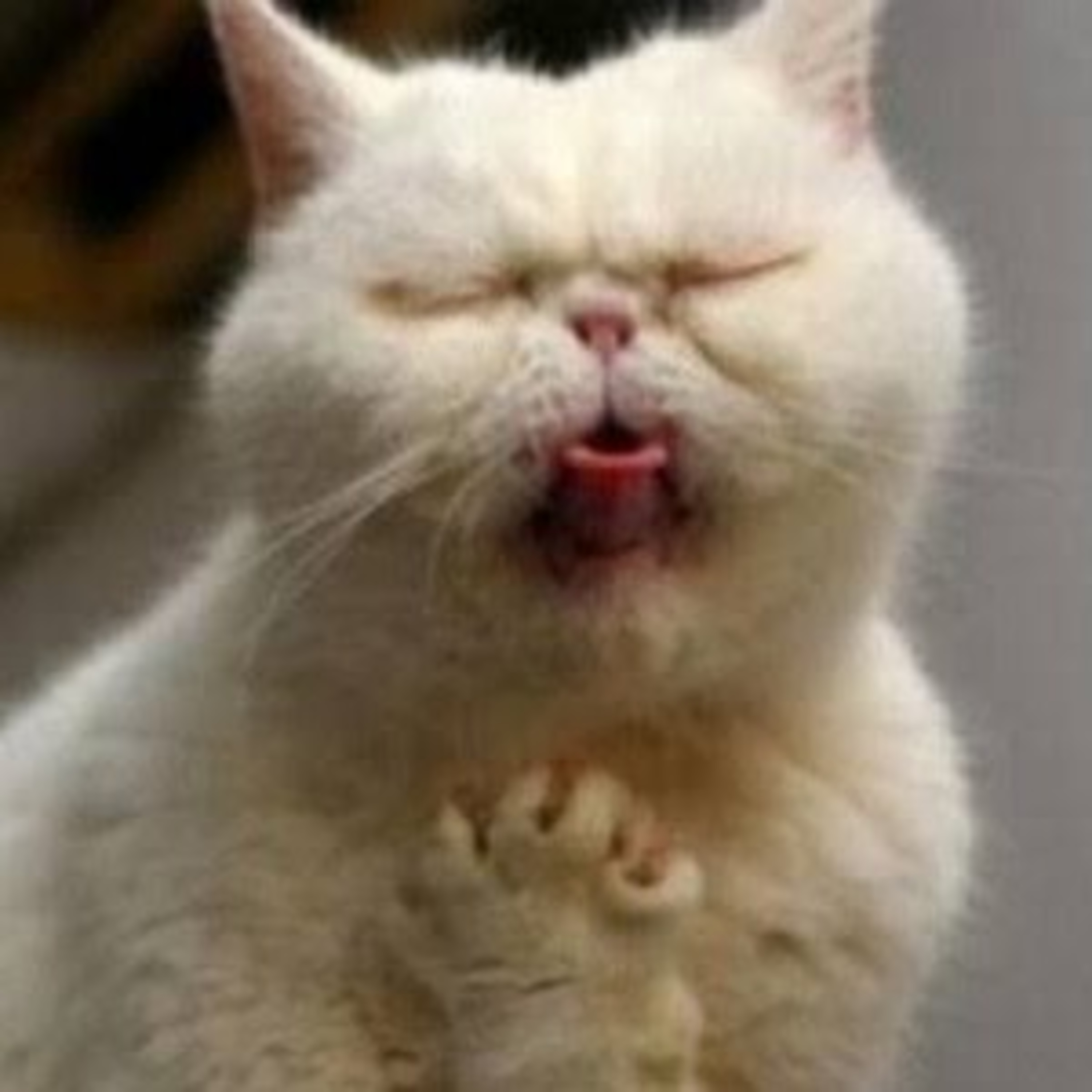 Gatocast