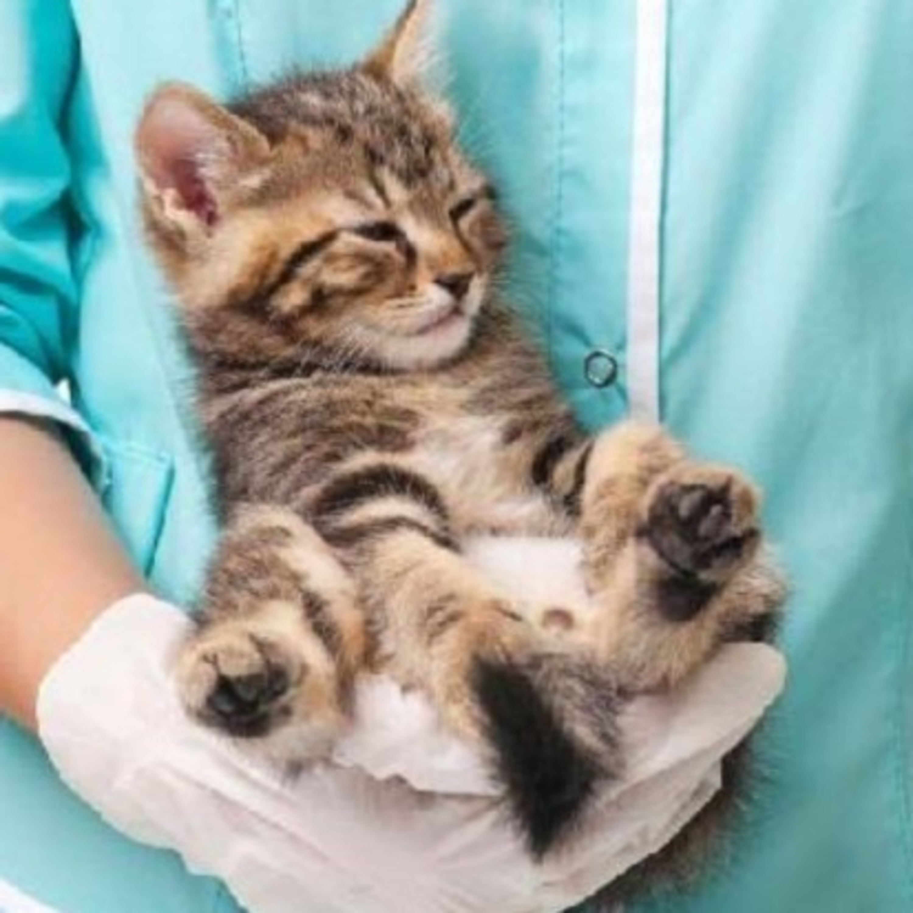 Gatocast