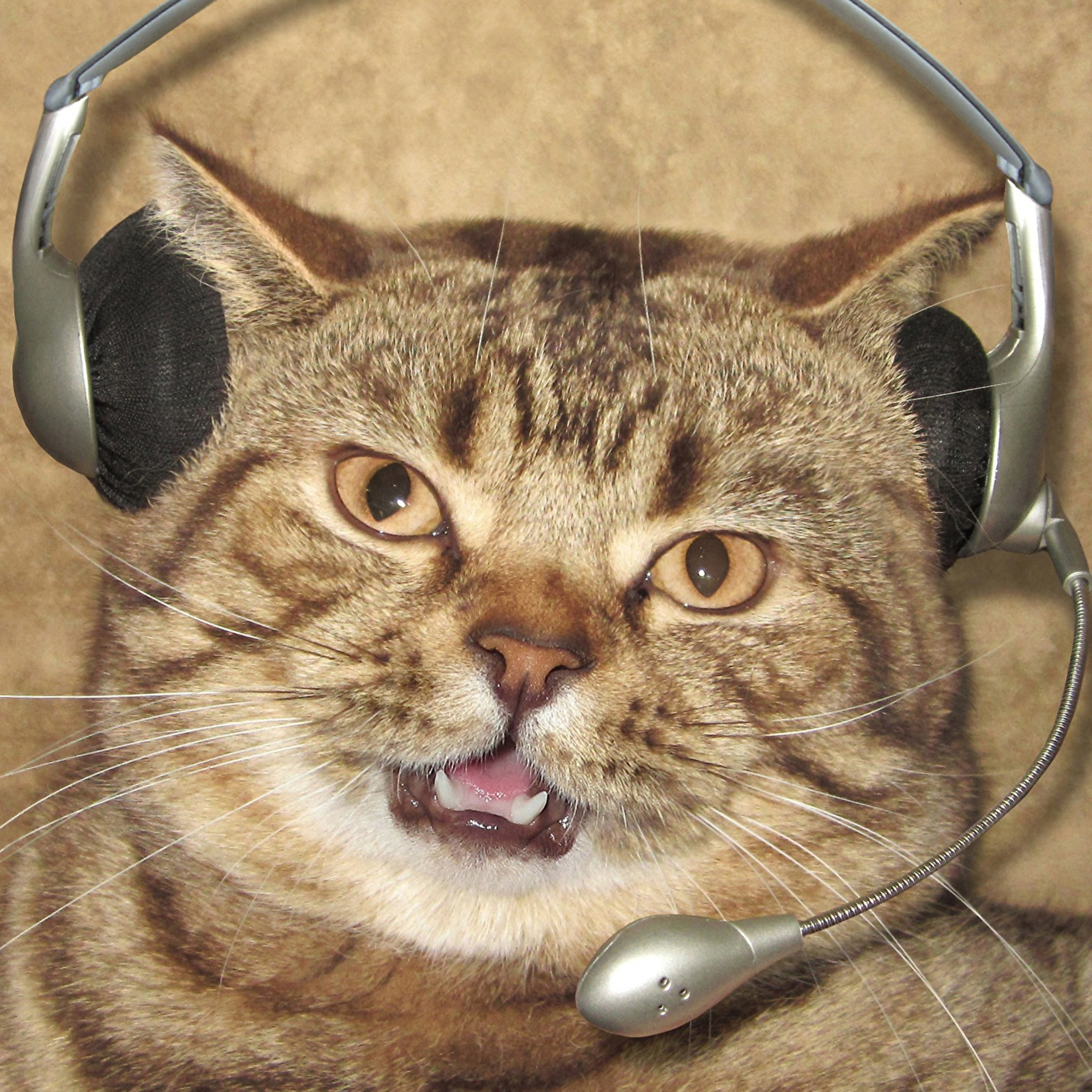 Gatocast