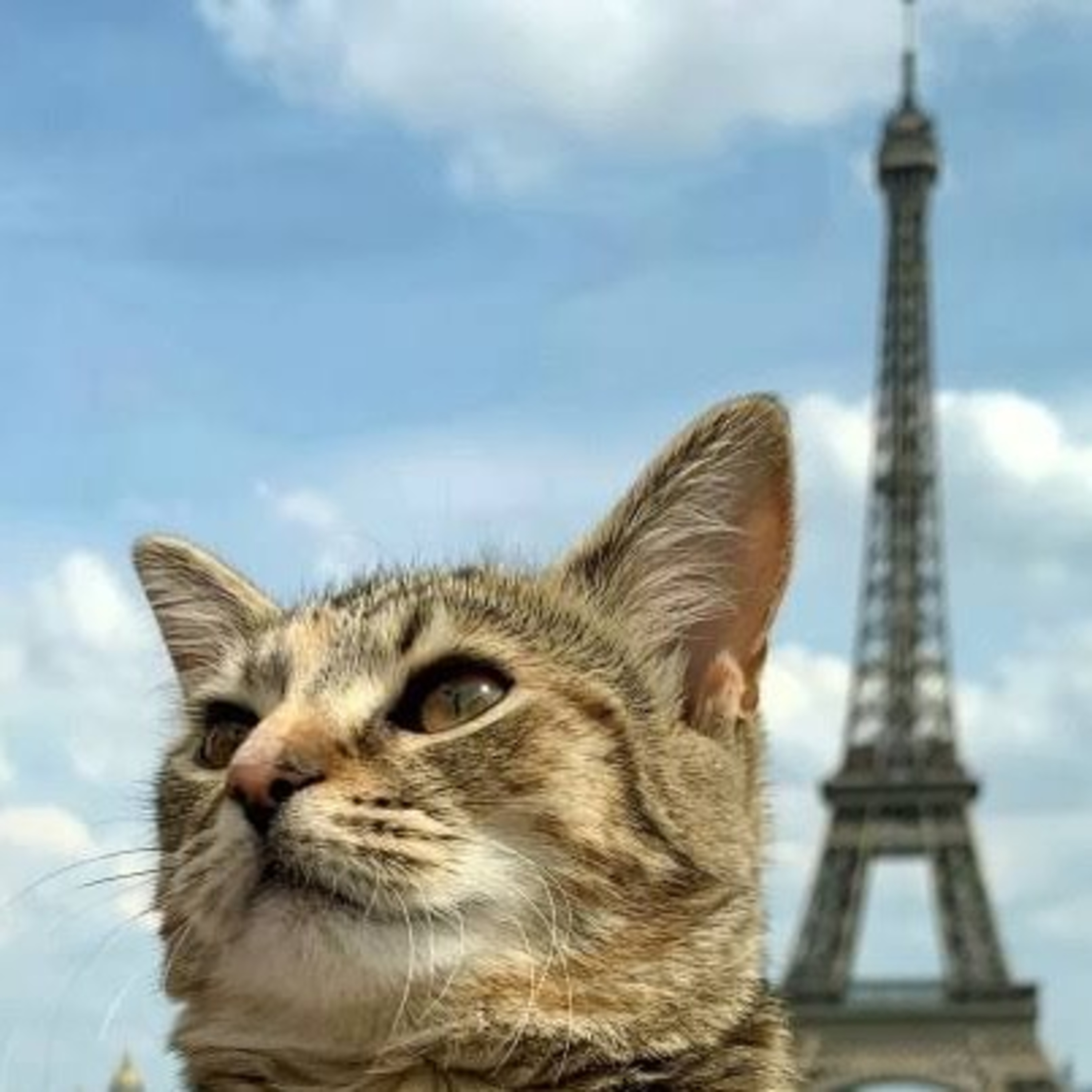 Gatocast