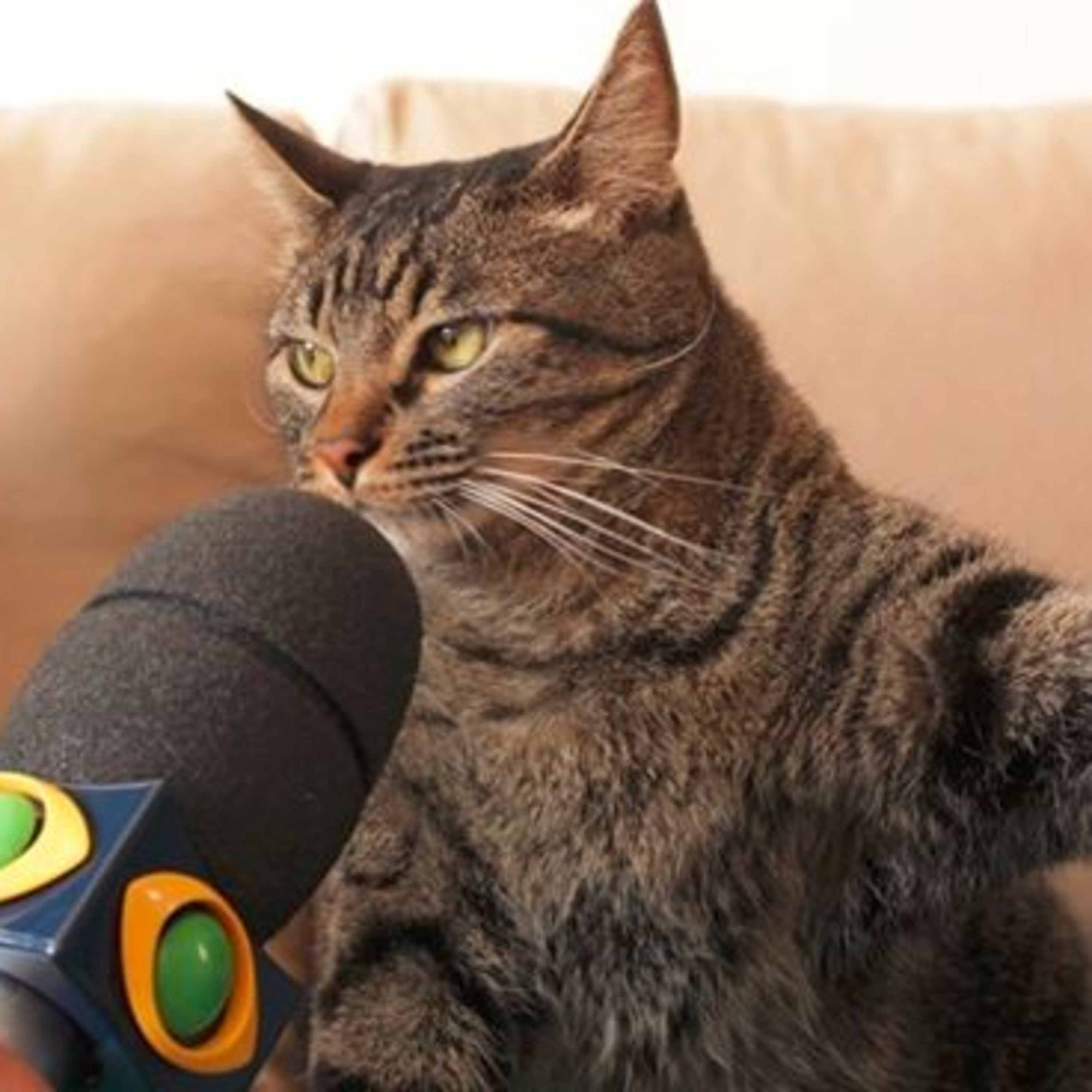 Gatocast