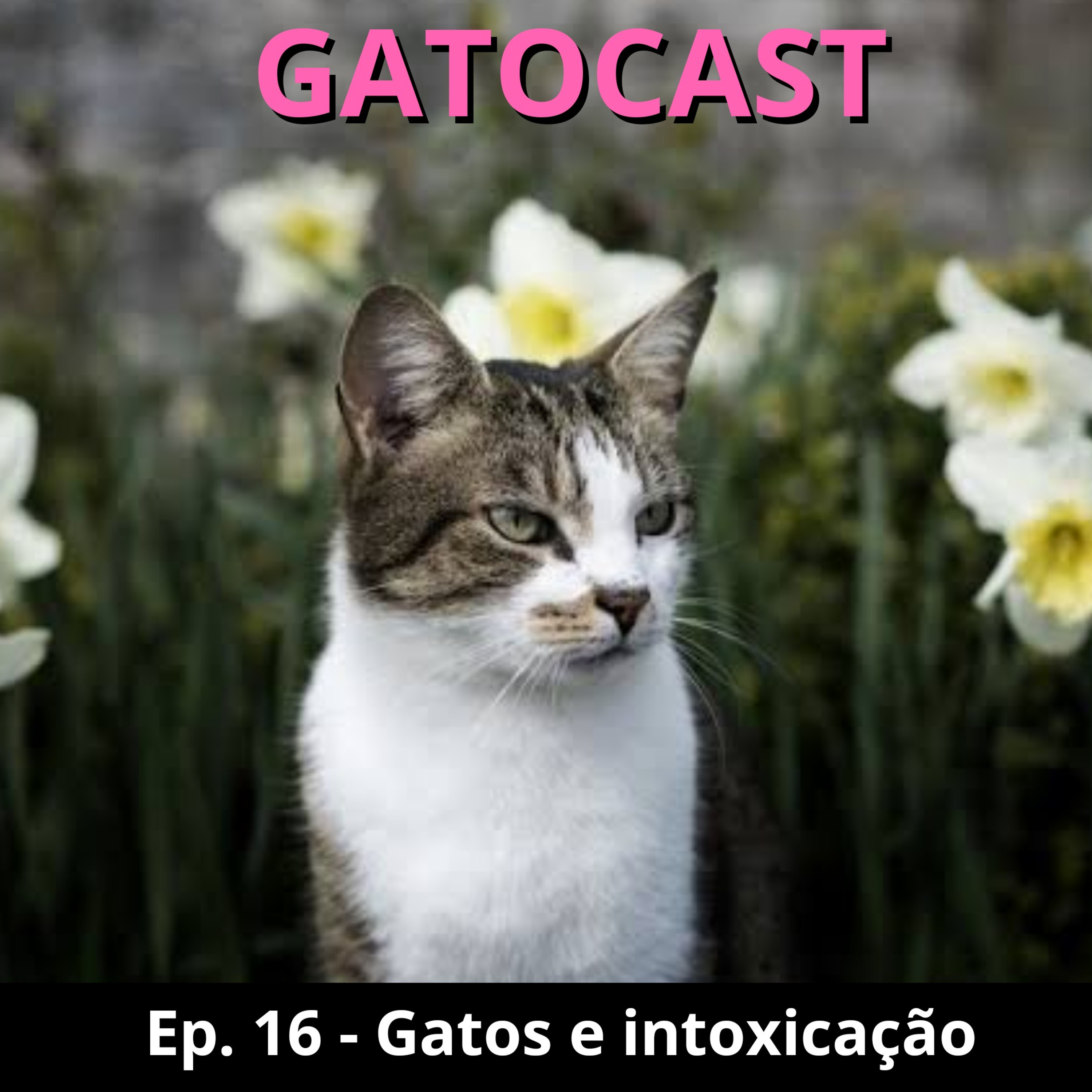 Gatocast