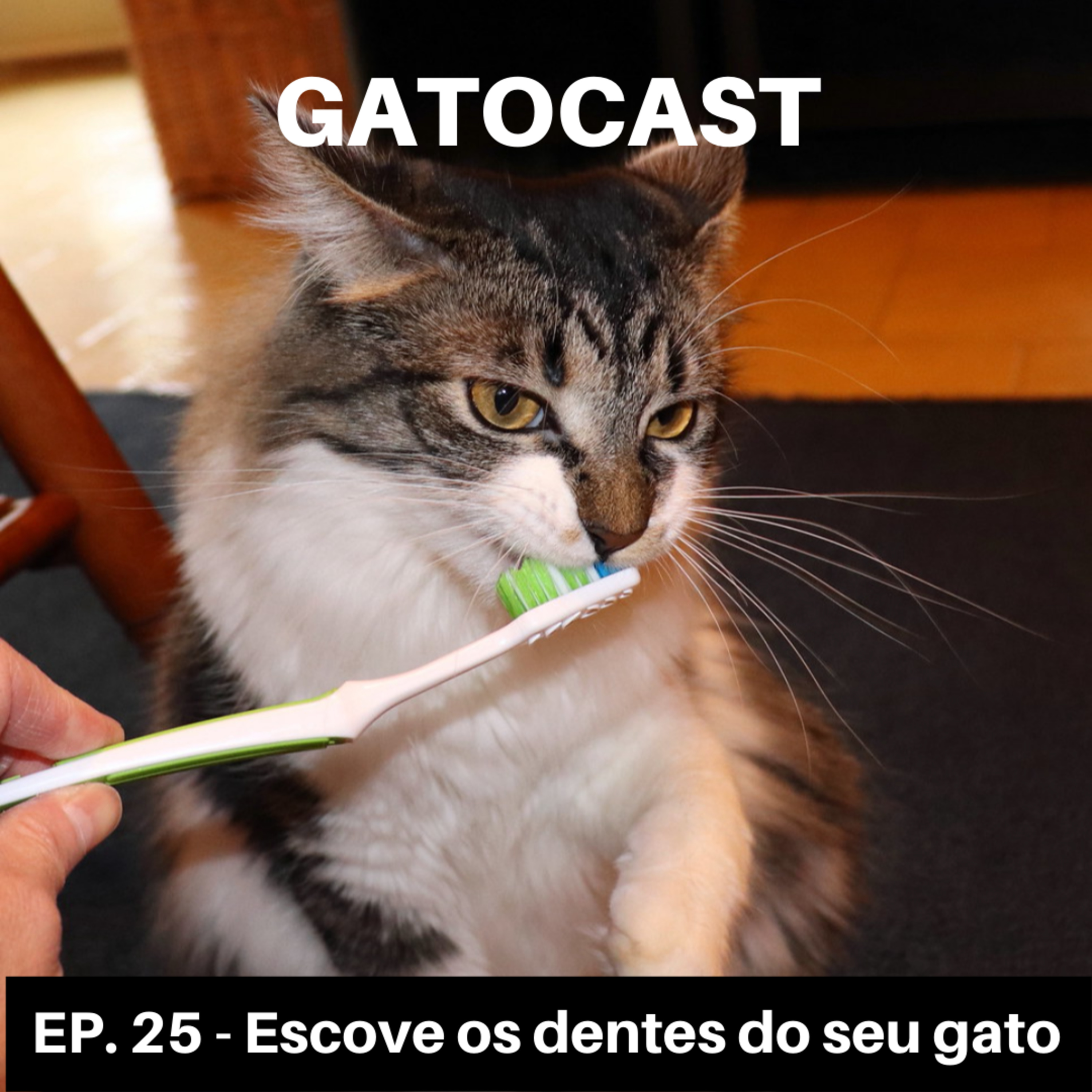 Gatocast