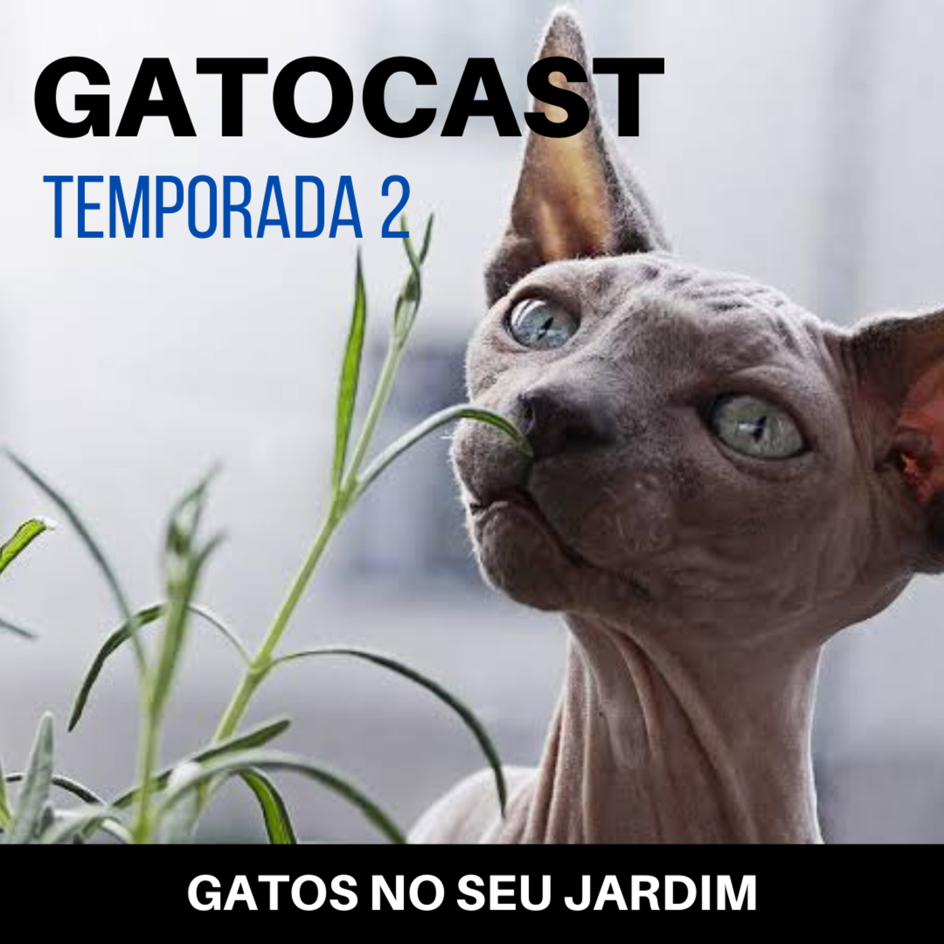 Gatocast