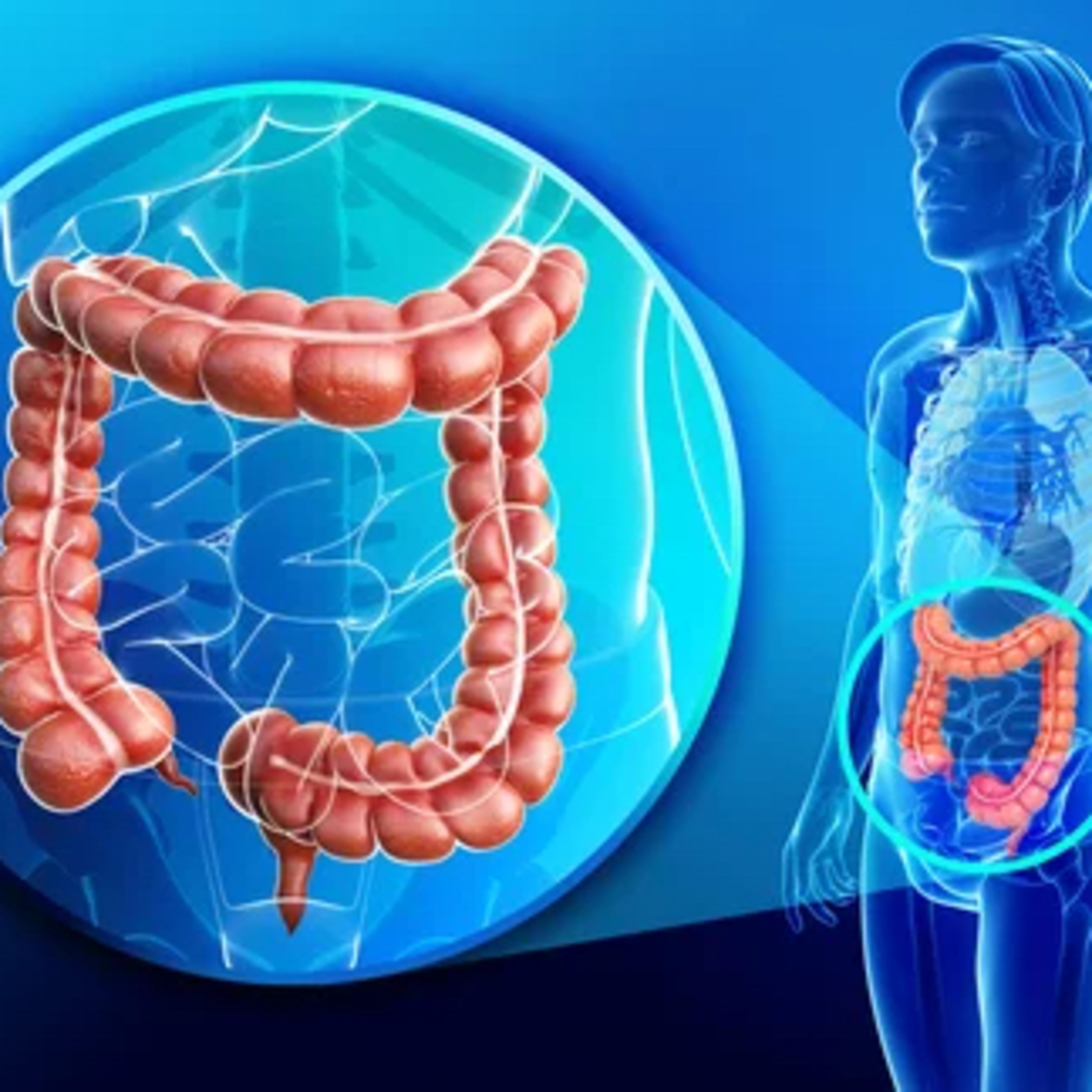 Large intestine function