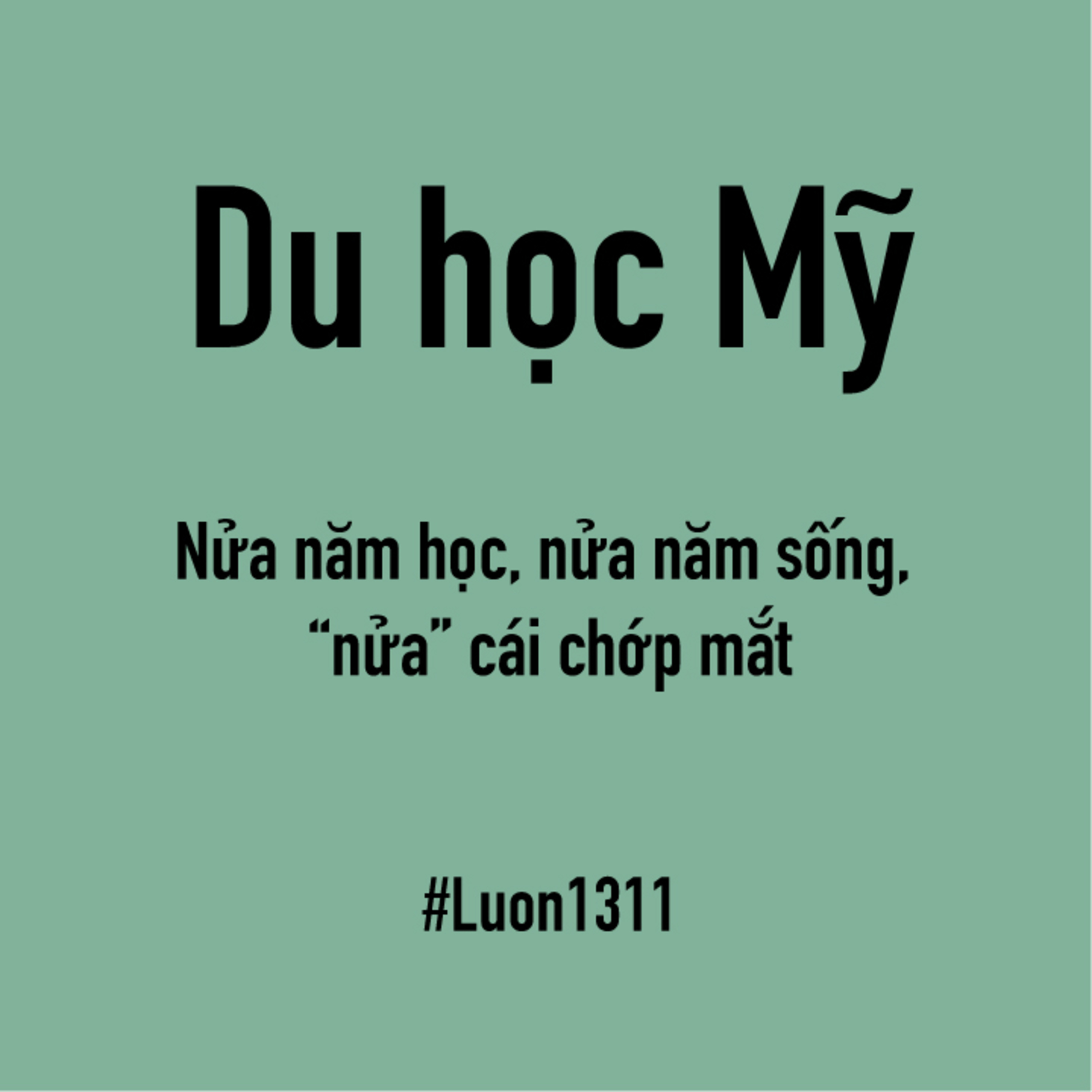 Lươn1311