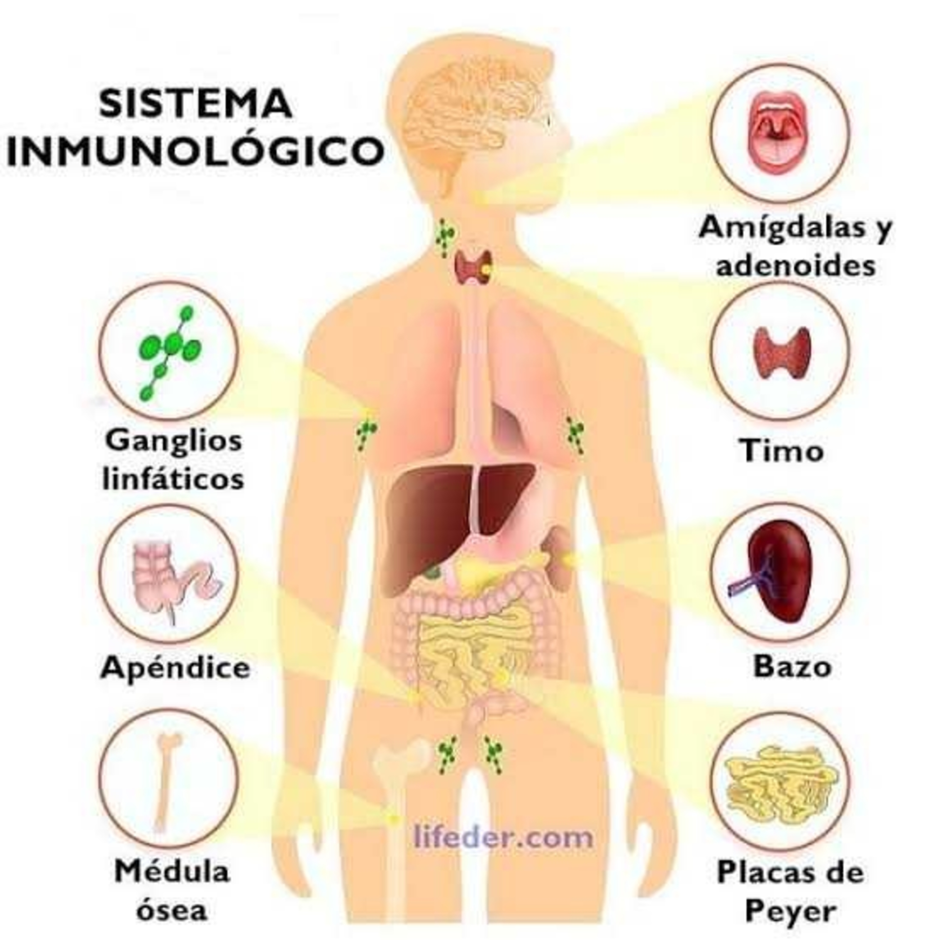 Integración del Sistema Inmunologico episode artwork