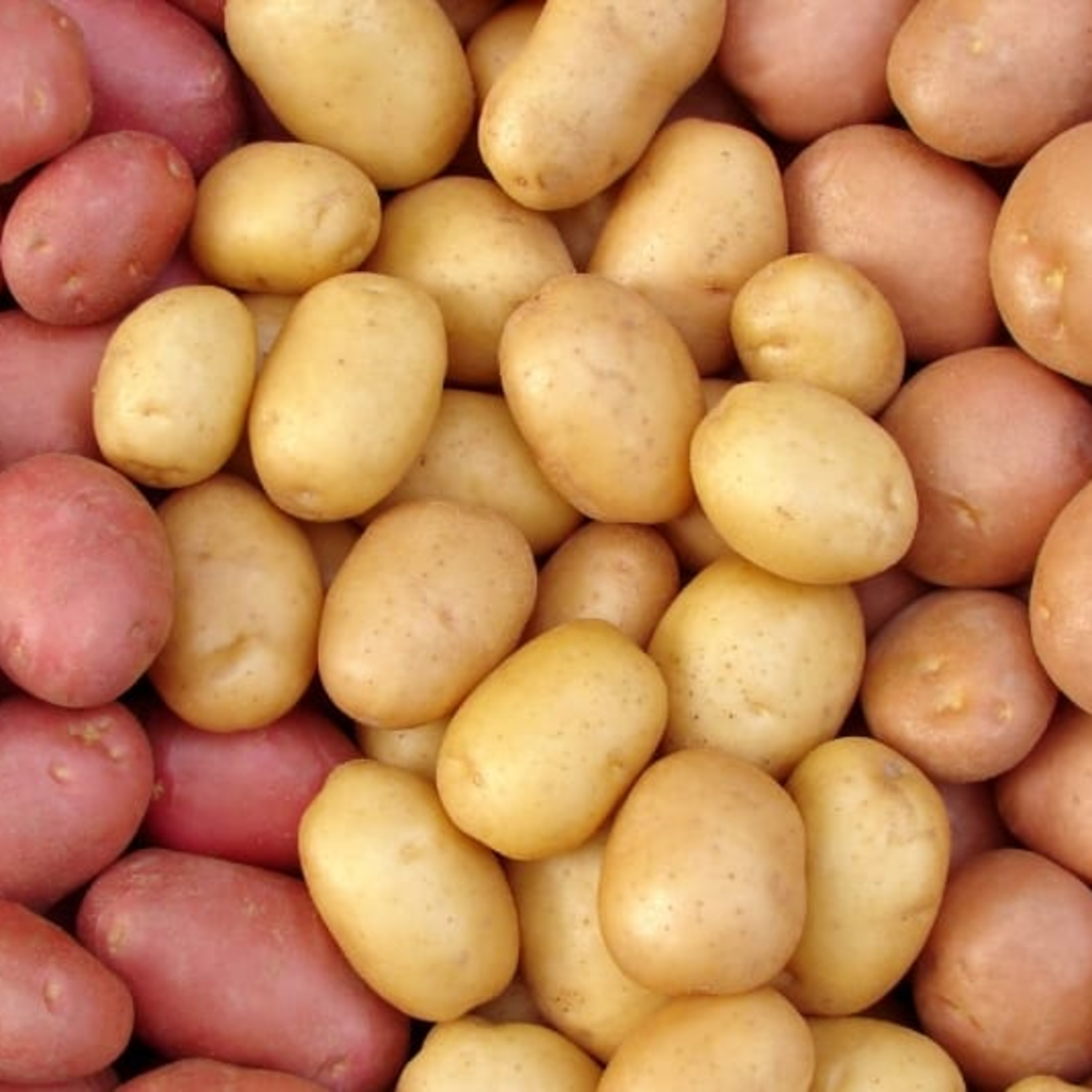 #9: Potatoes episode artwork