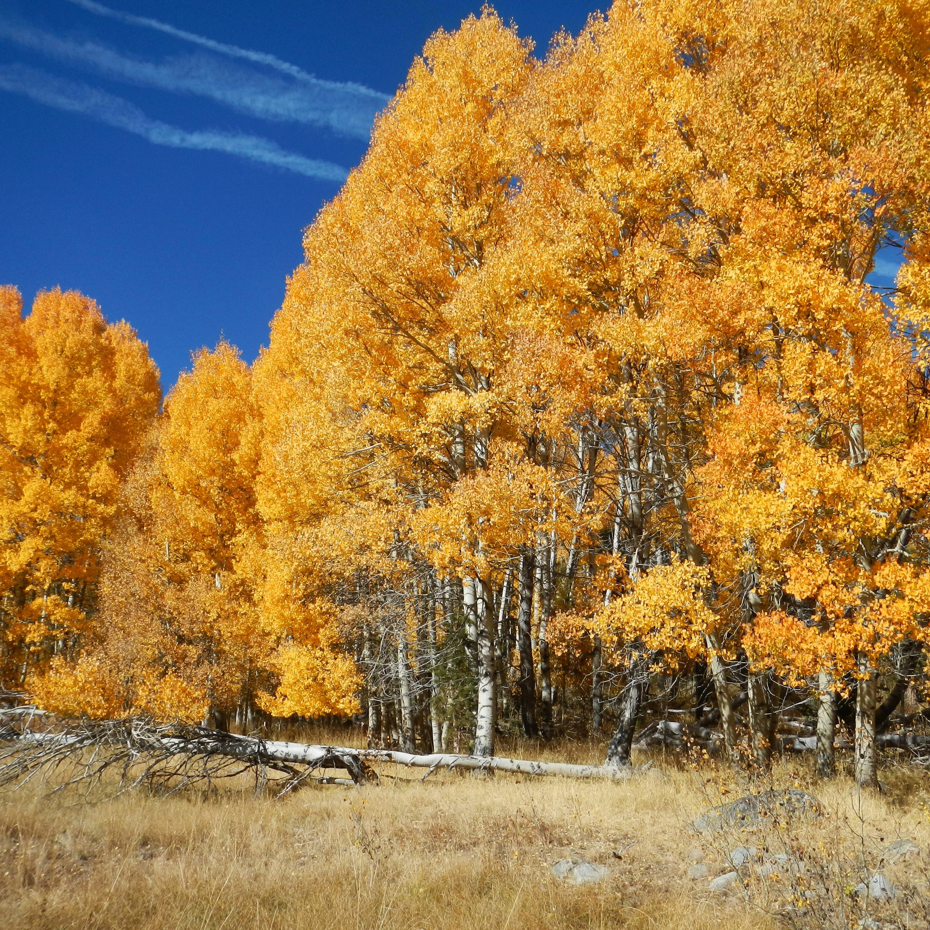 Lucas Santhyago Brandão Dias