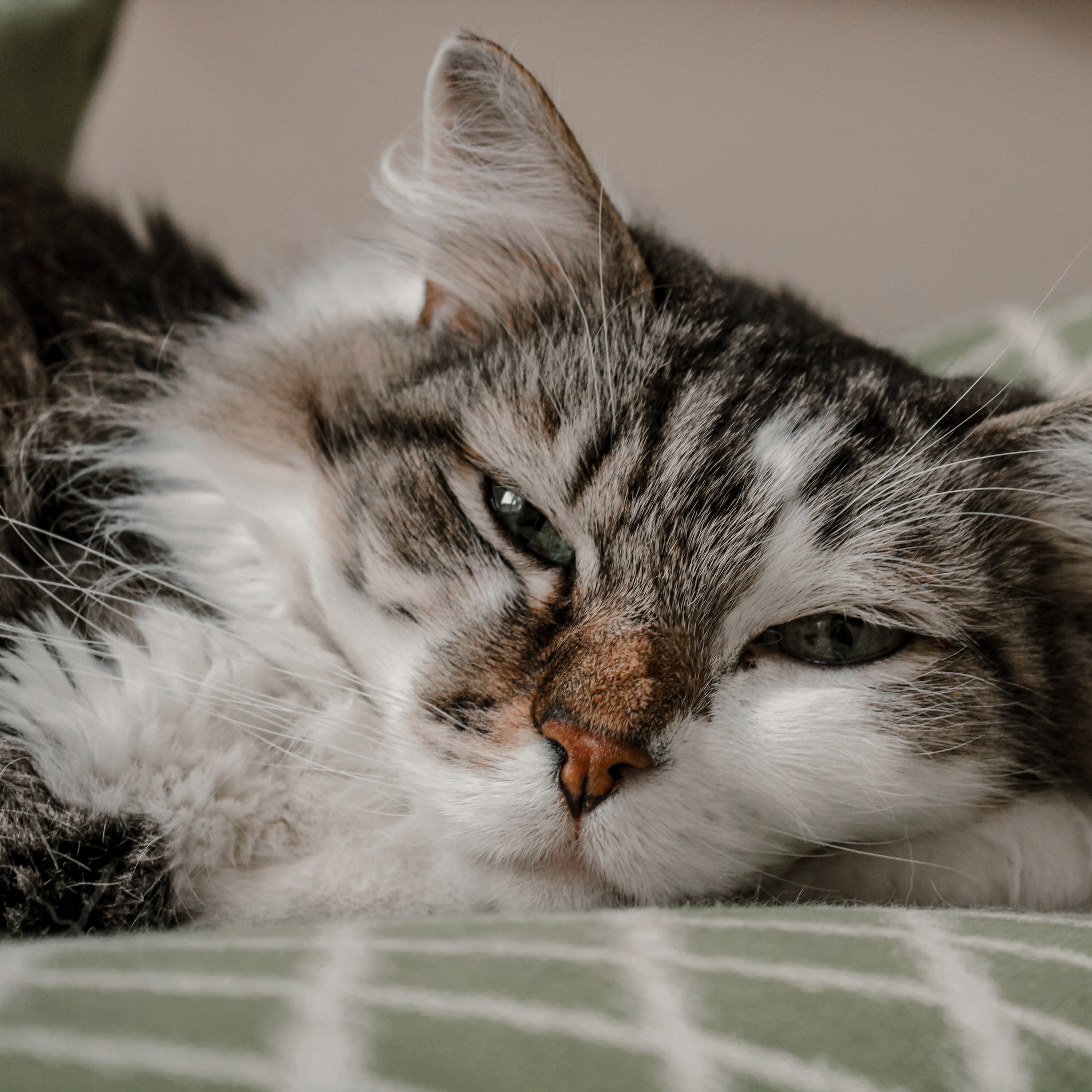 Lucas Santhyago Brandão Dias