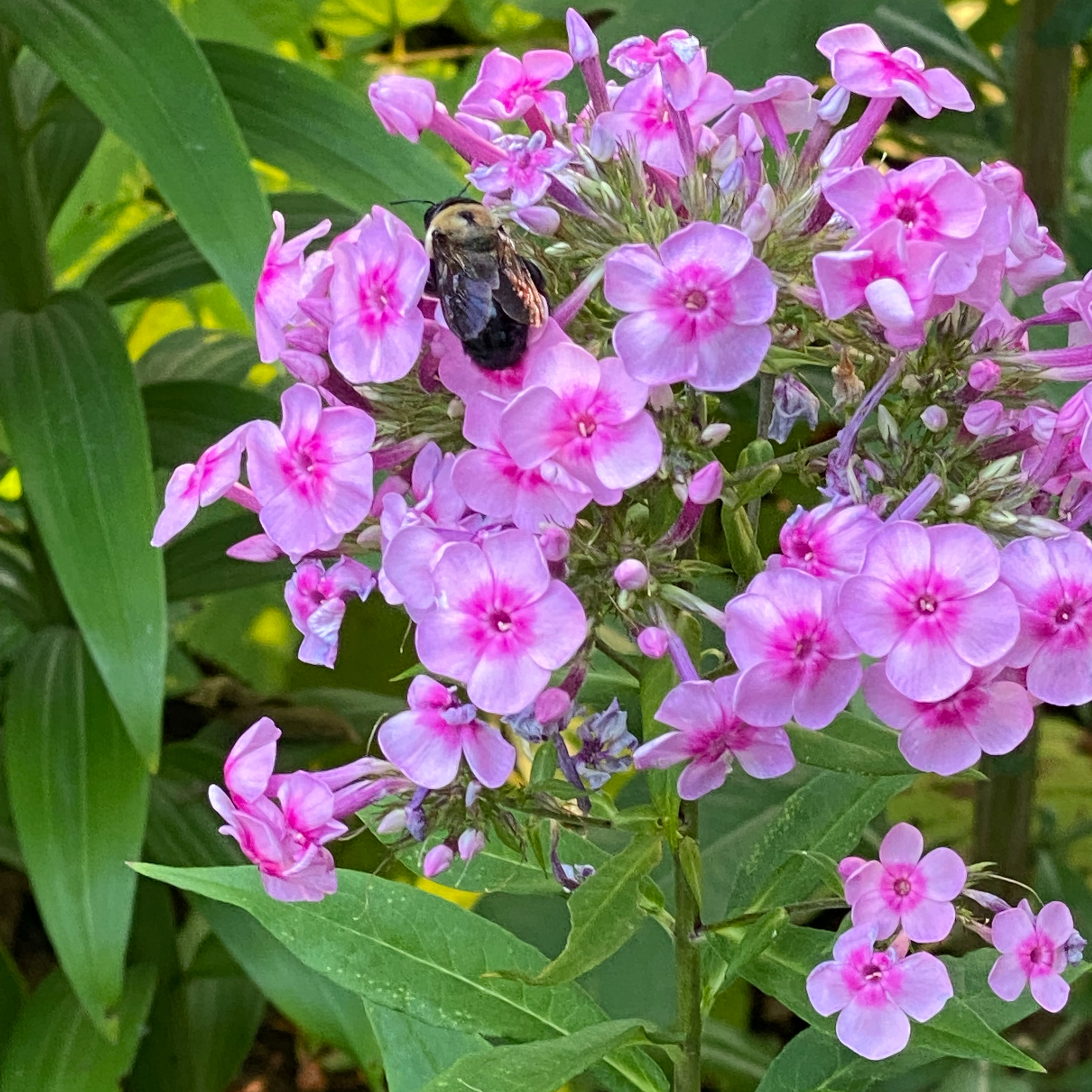 The Garden Mixer