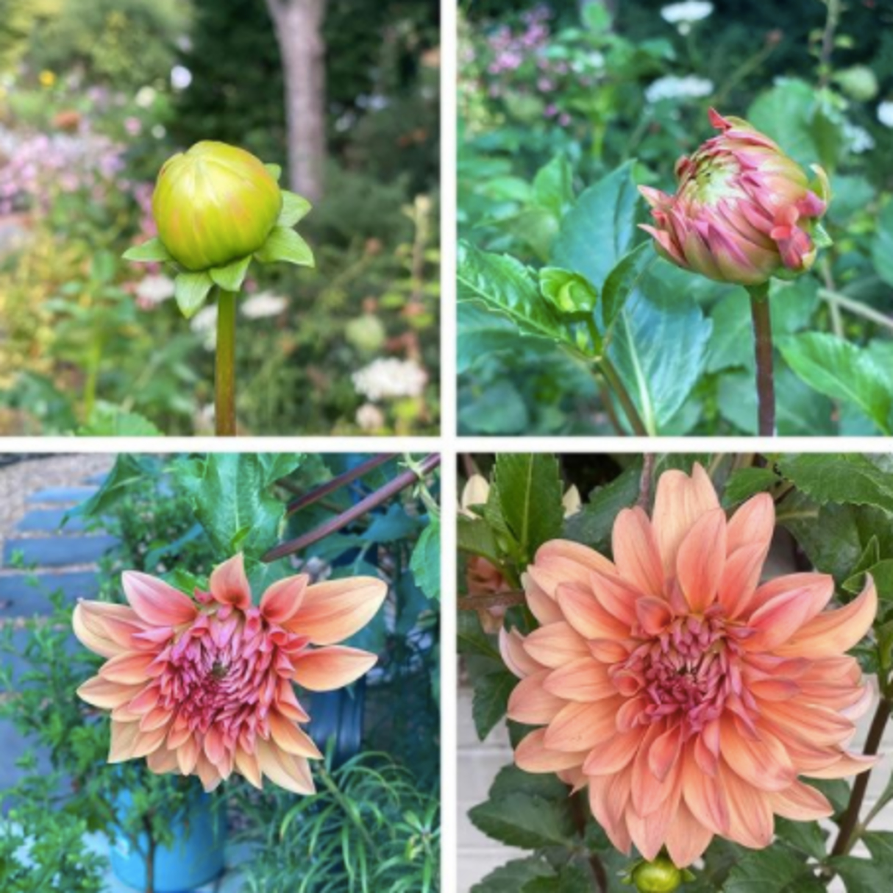 The Garden Mixer