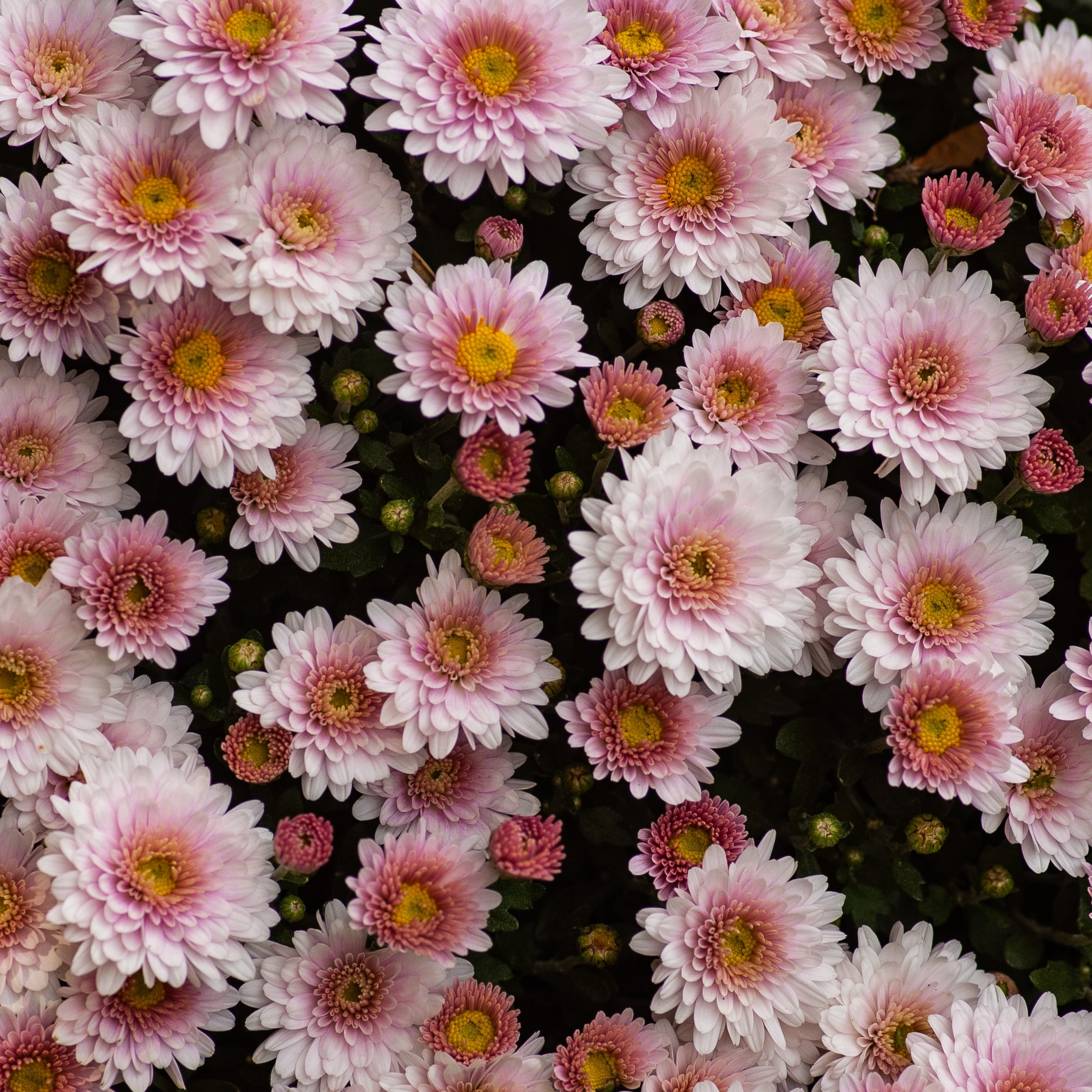 The Garden Mixer
