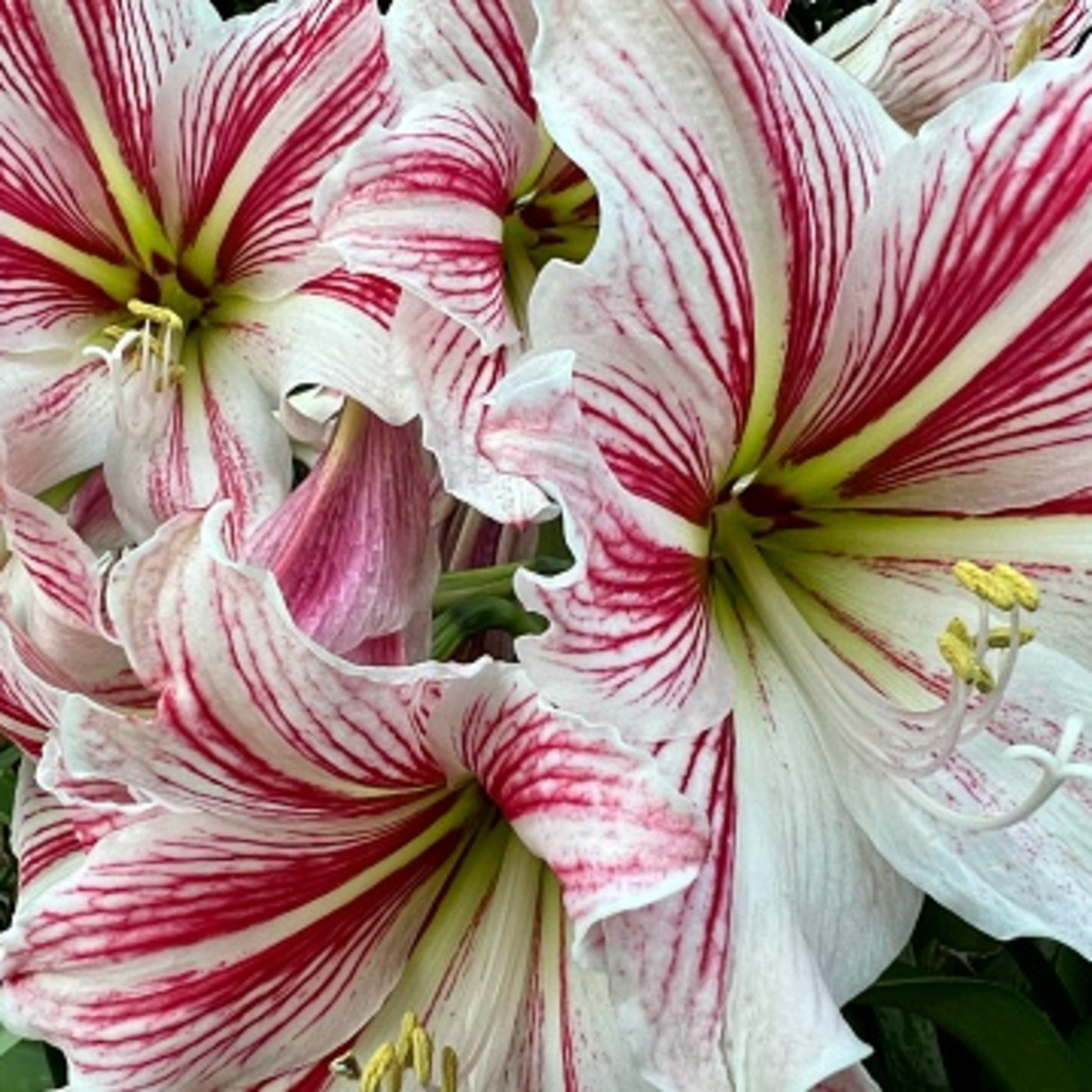 The Garden Mixer