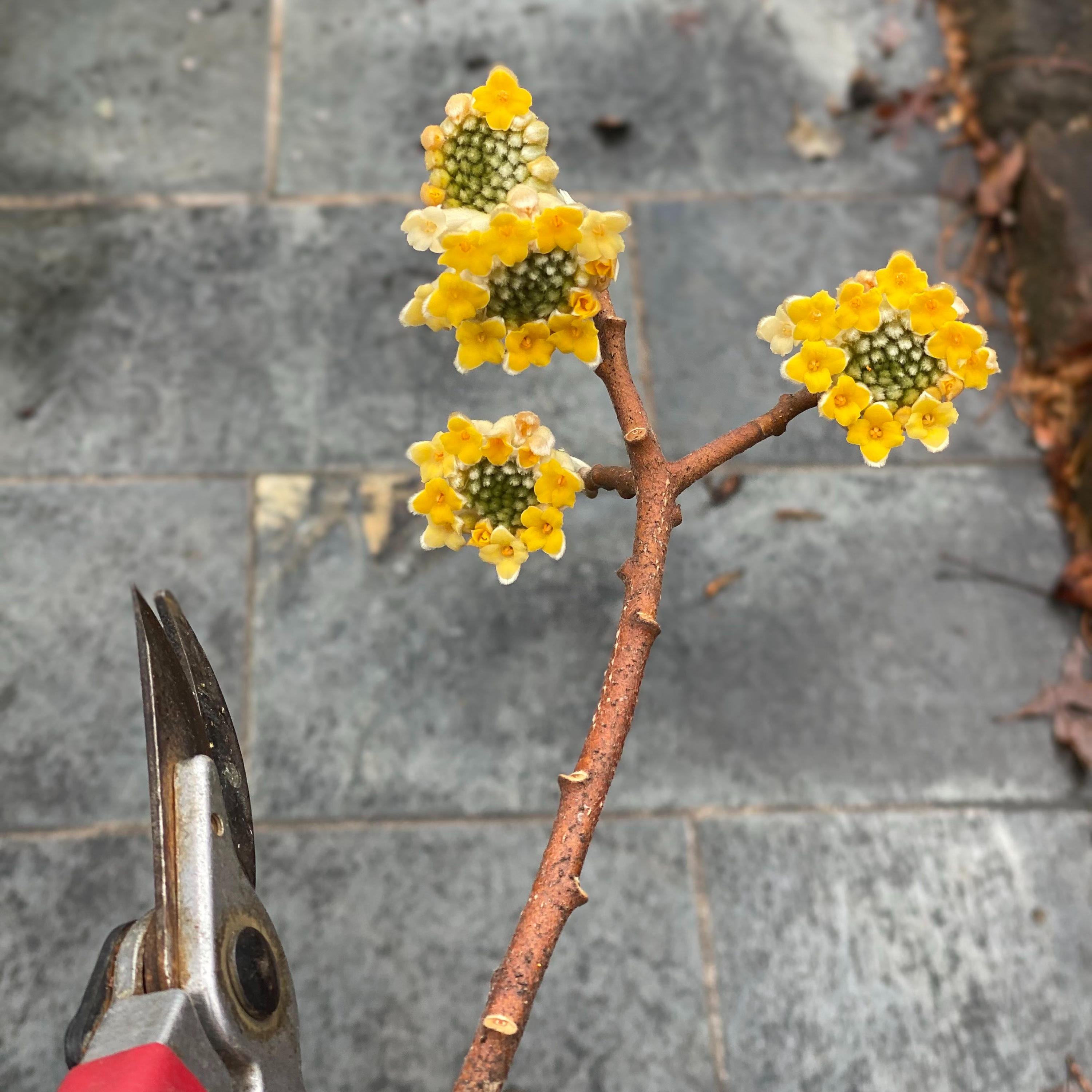 The Garden Mixer