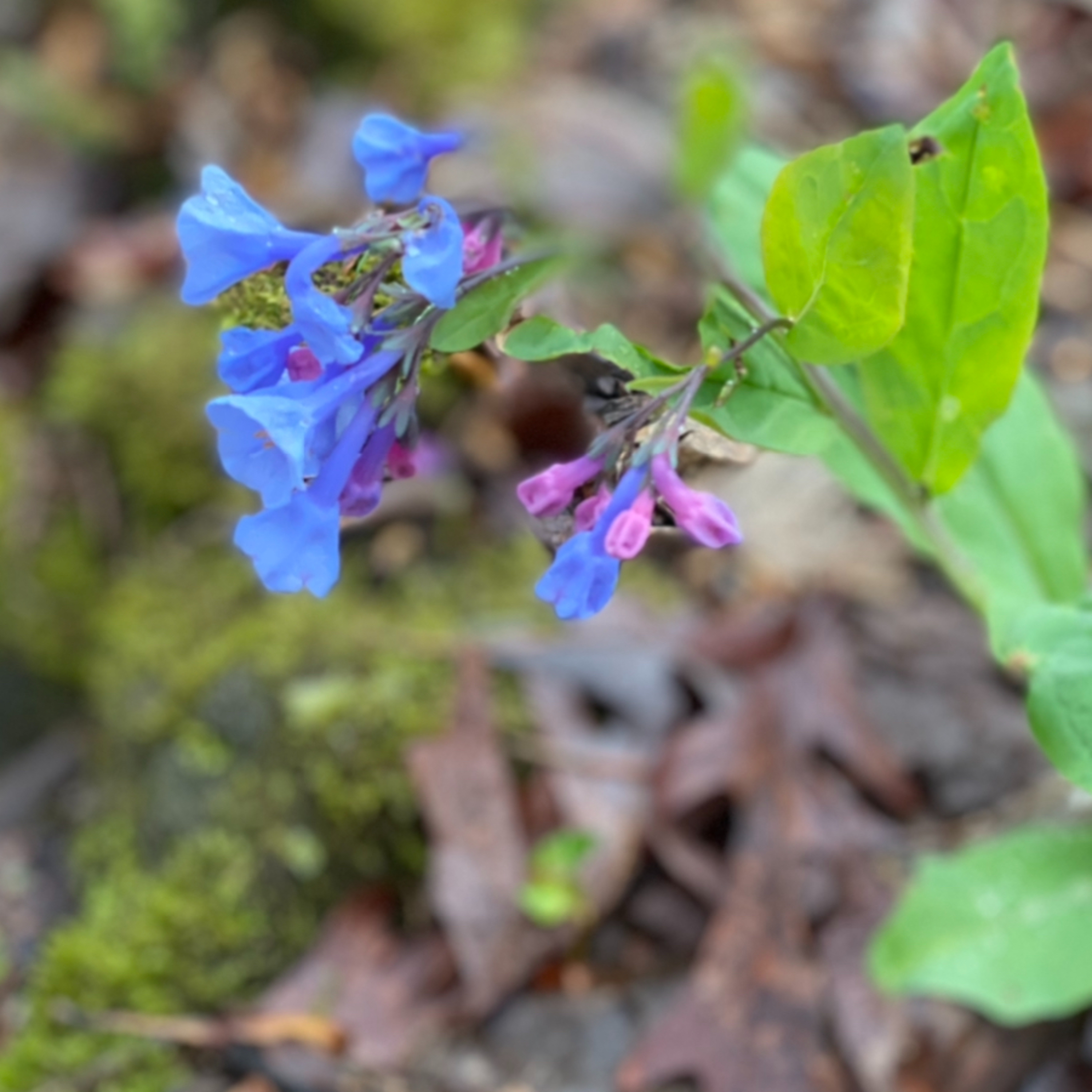 58: Best New Plants of 2022