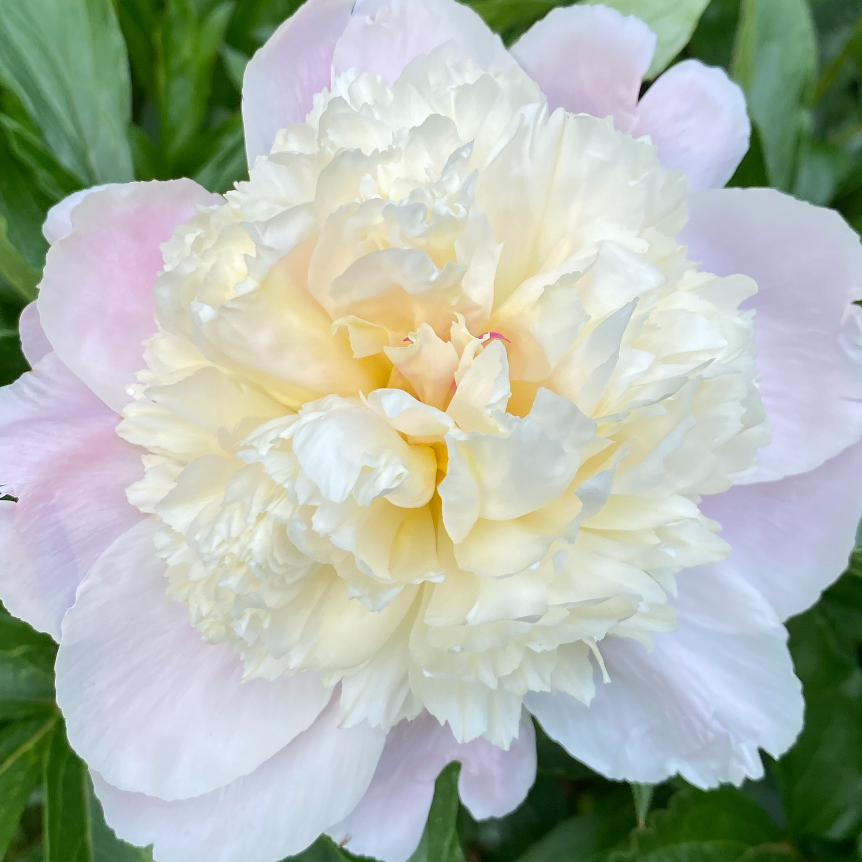 The Garden Mixer