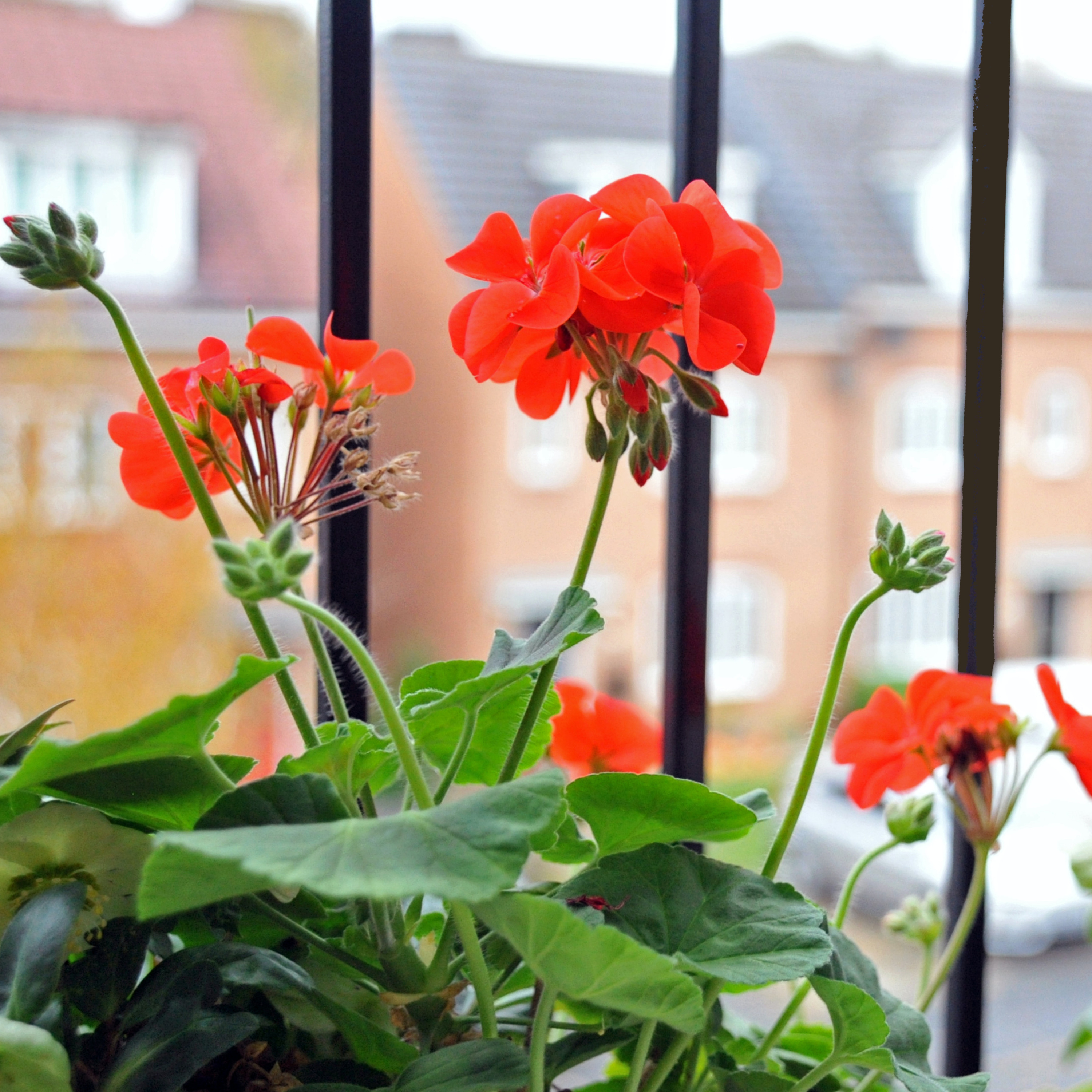 Tasha Greer on Weed Free Gardening and the Geranium, 69