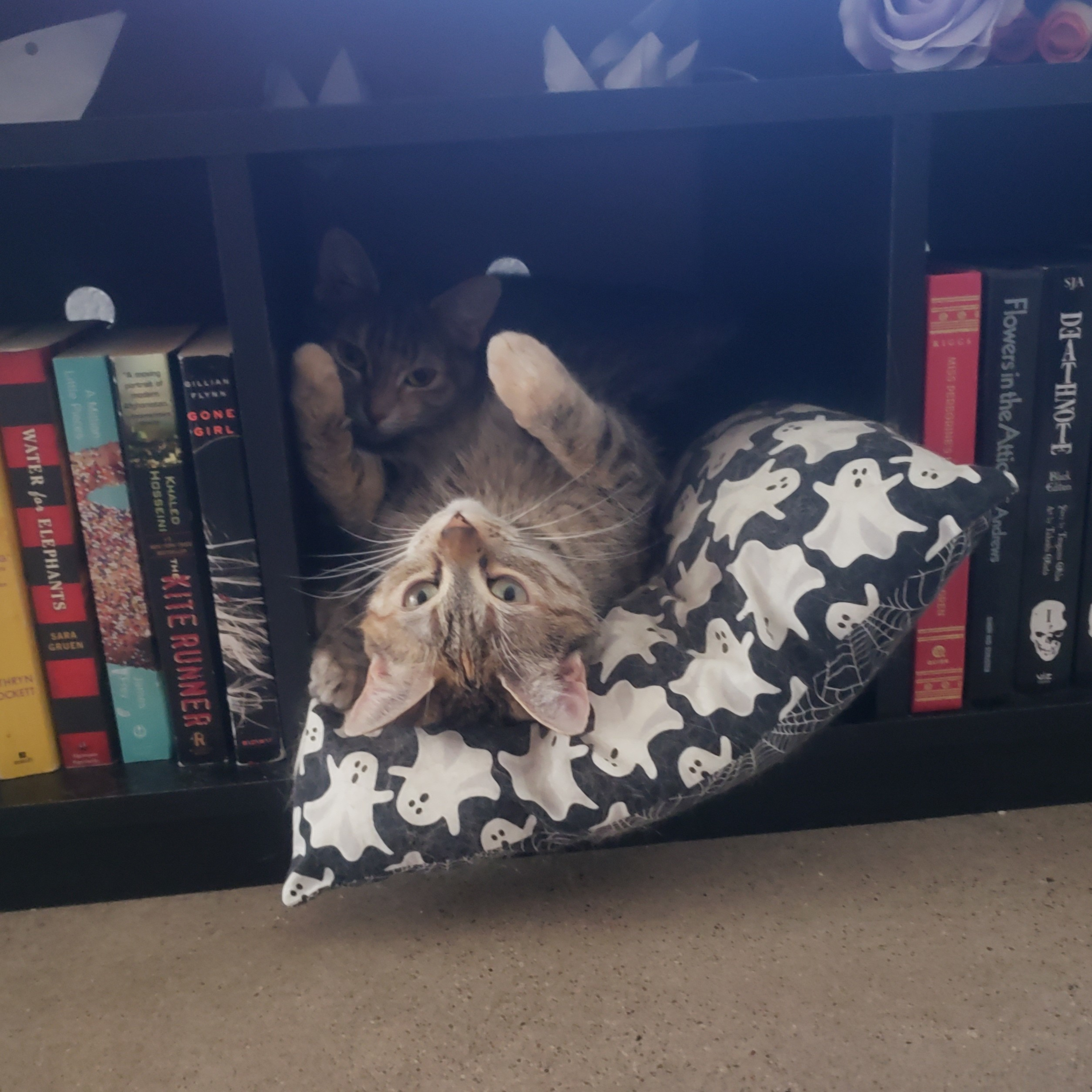 Pov: Your cat purrs loud (Check descripation)