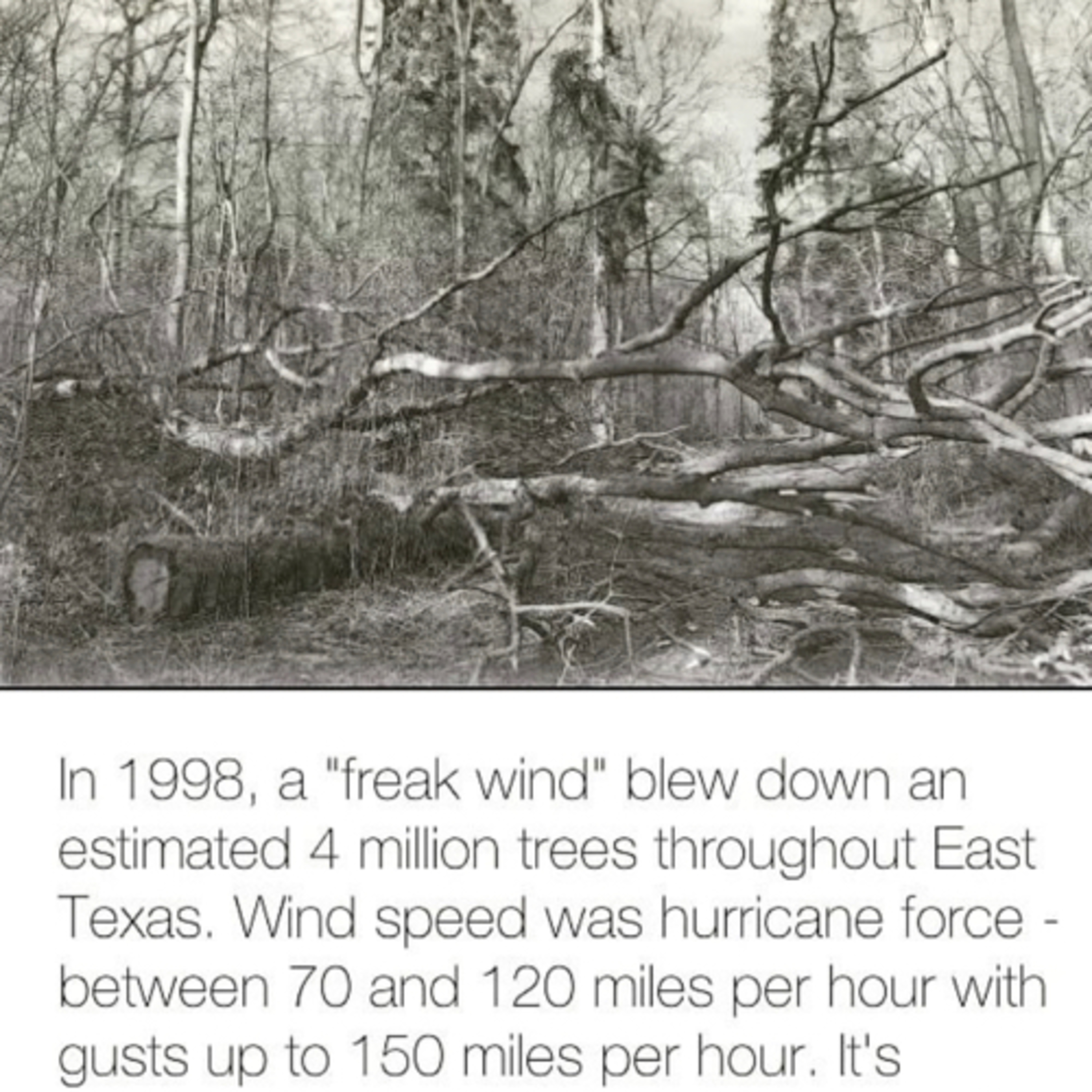 East Texas Winds episode artwork