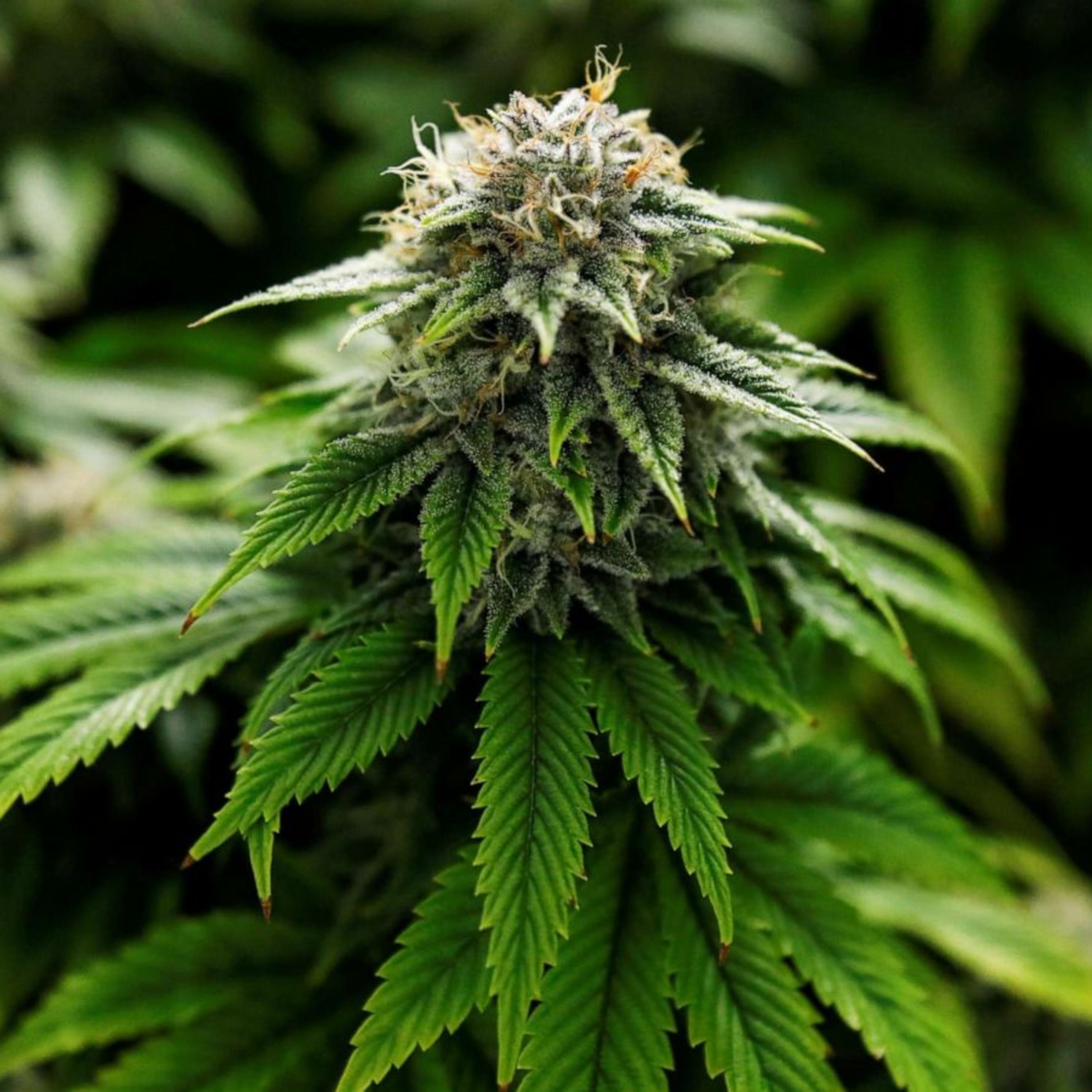 June 29th, Marijuana Possession is Legal, Local Politicians Have Shown Mixed Support. Jobs & How are citizens impacted in New Mexico? episode artwork
