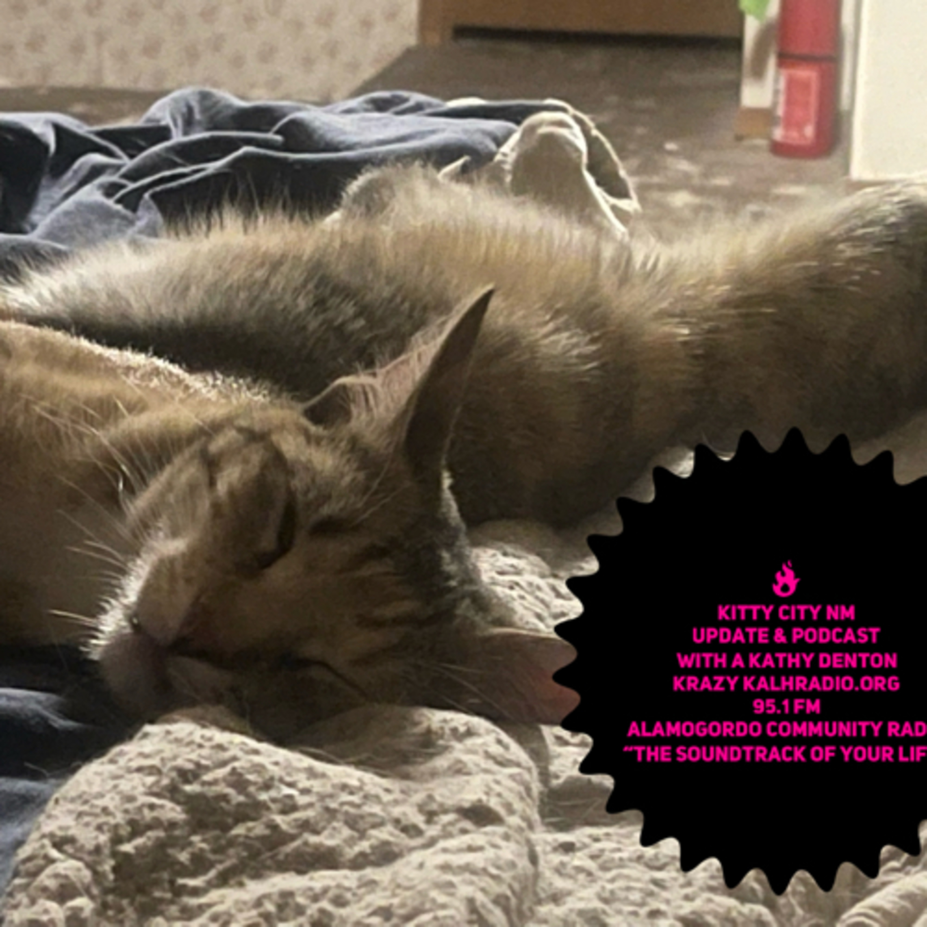 4-27-23 Kitty City NM Update & Podcast on Krazy KALHRadio.org with Kathy Denton episode artwork