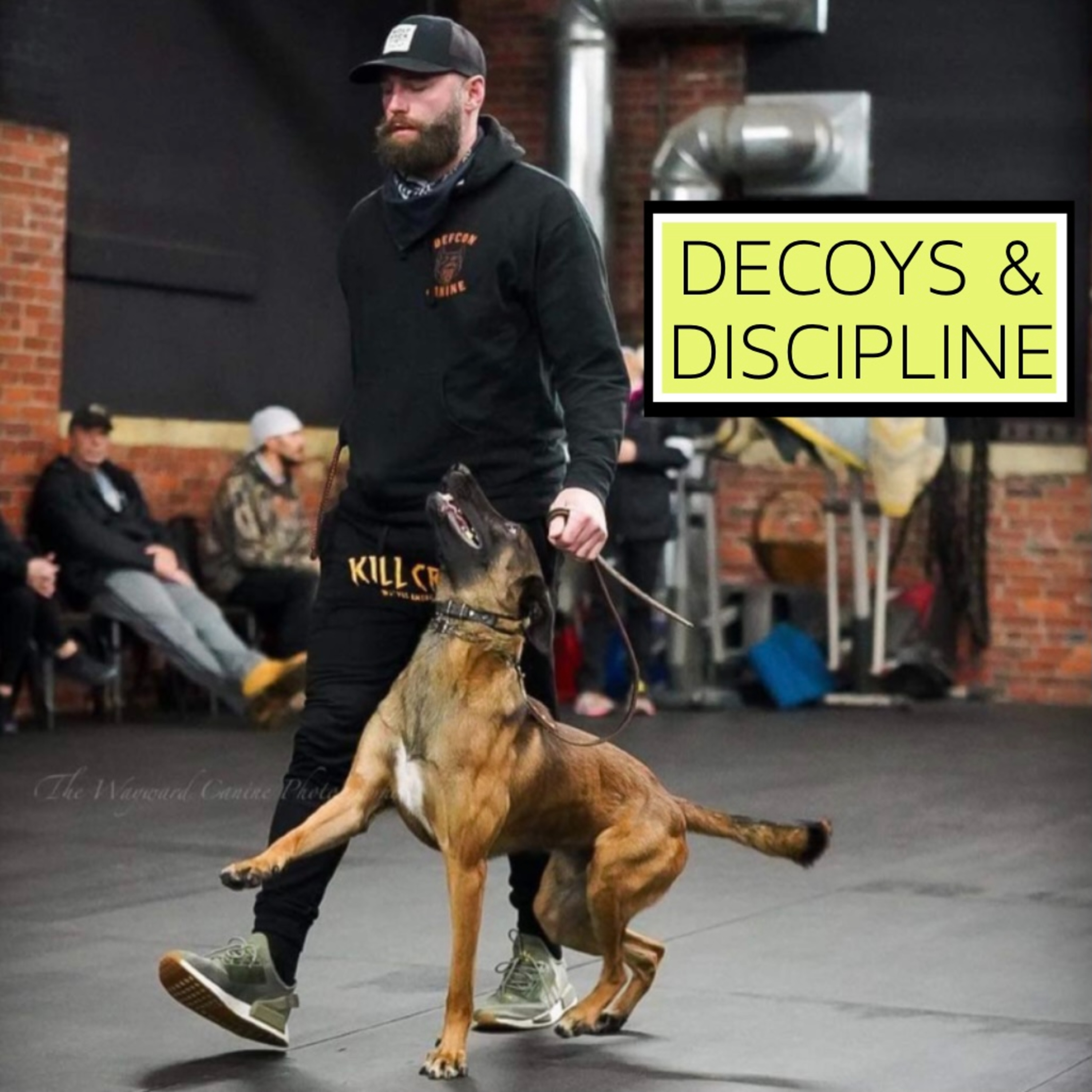 Decoying & Discipline ~ the art of training with Jared Wolf | Wolfpack Canine  episode artwork
