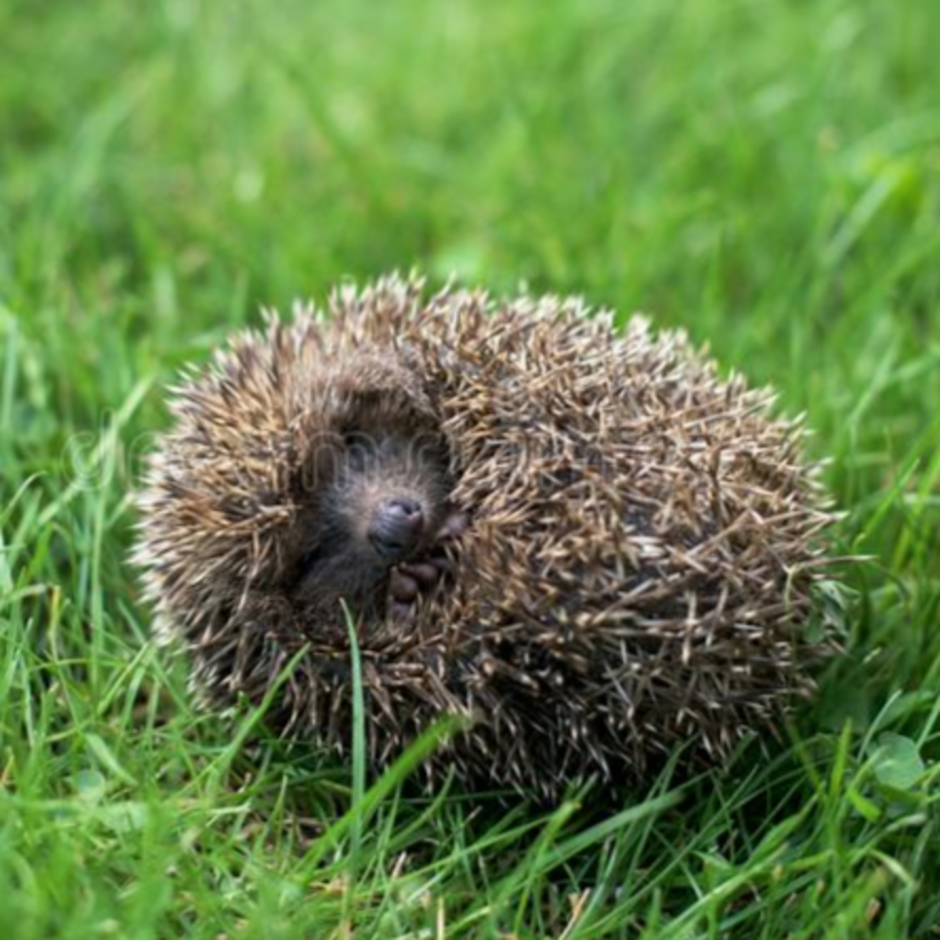 La apuesta episode artwork