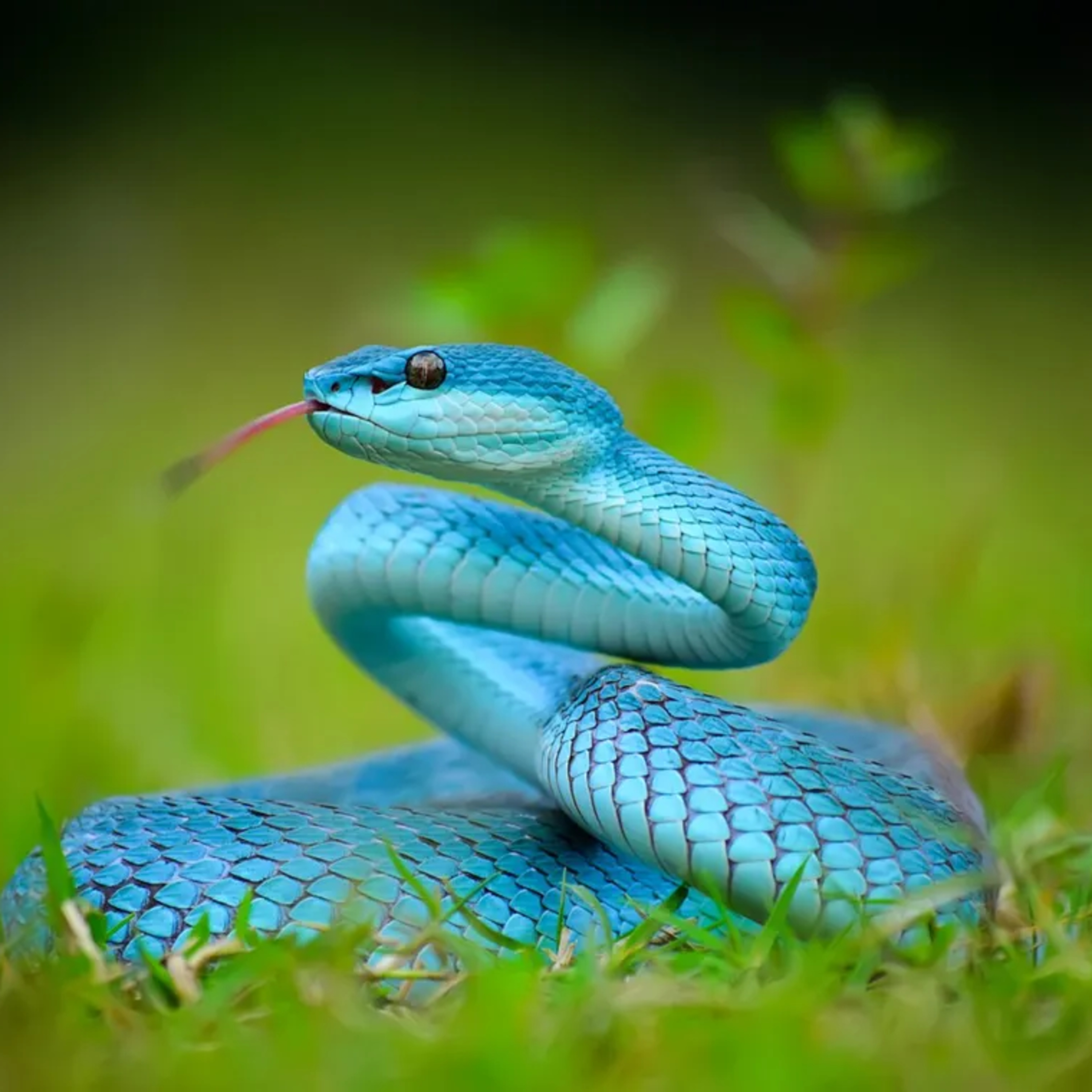 La serpiente episode artwork