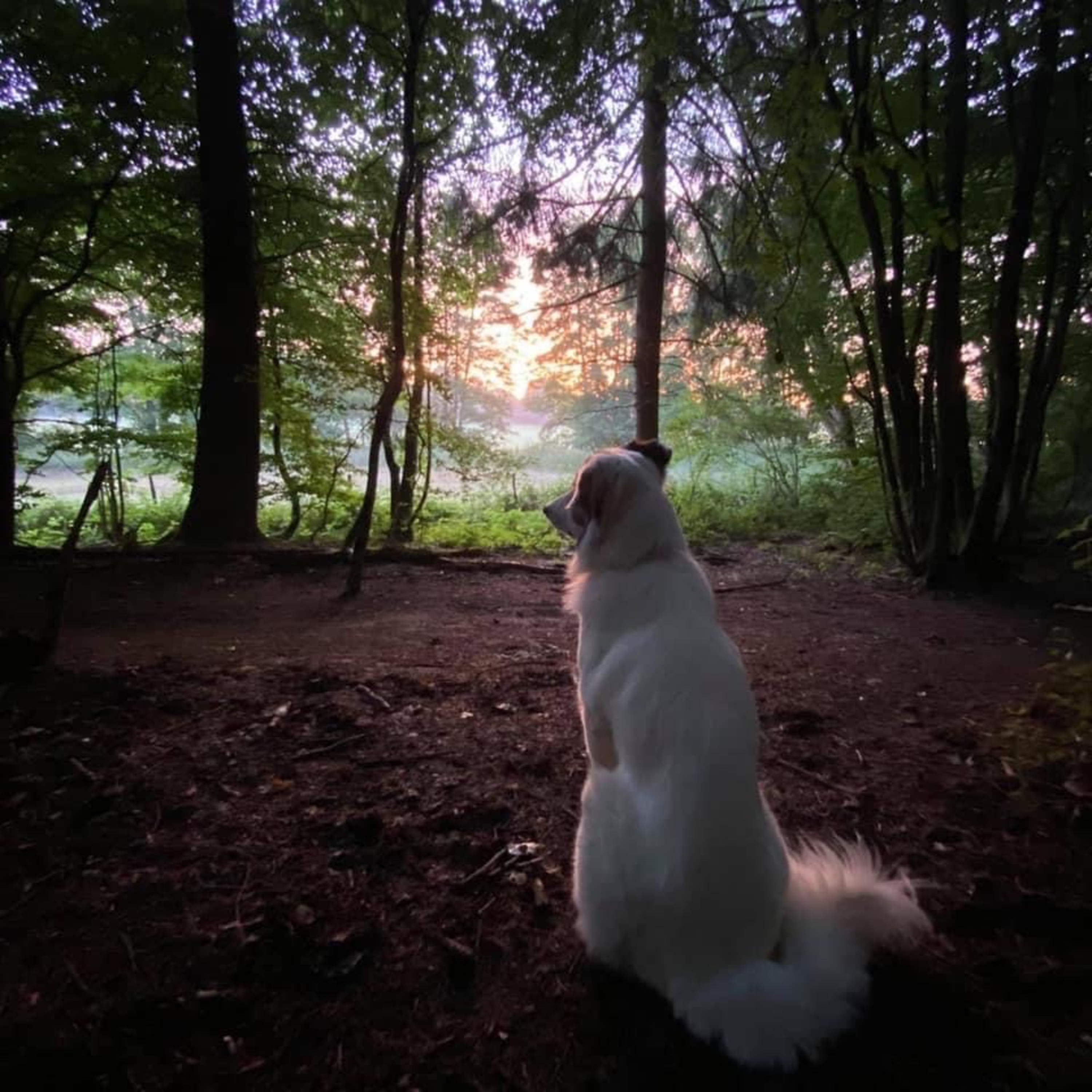 Pure Peace