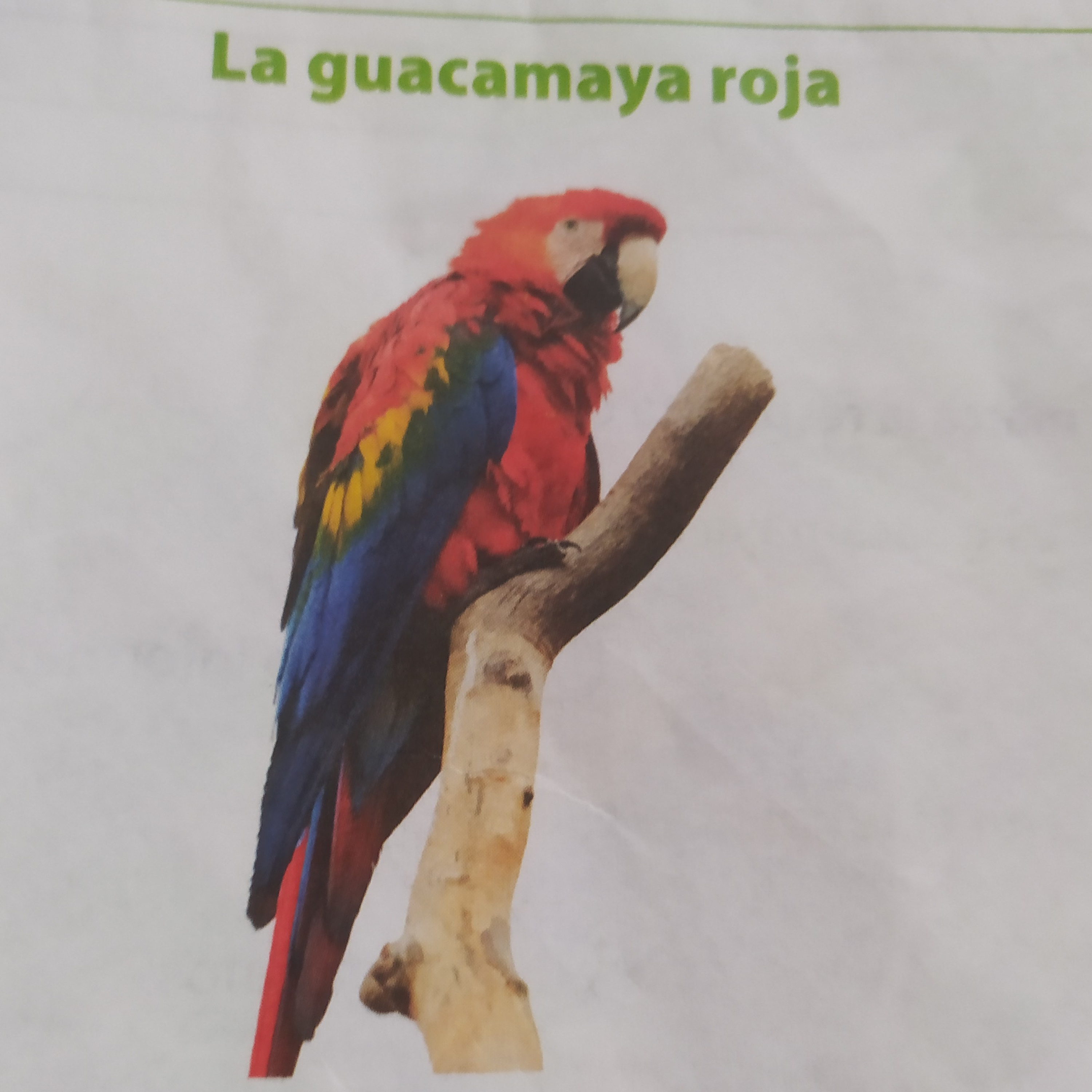 La Piel Del Cocodrilo - Emanuel Garcia 2C