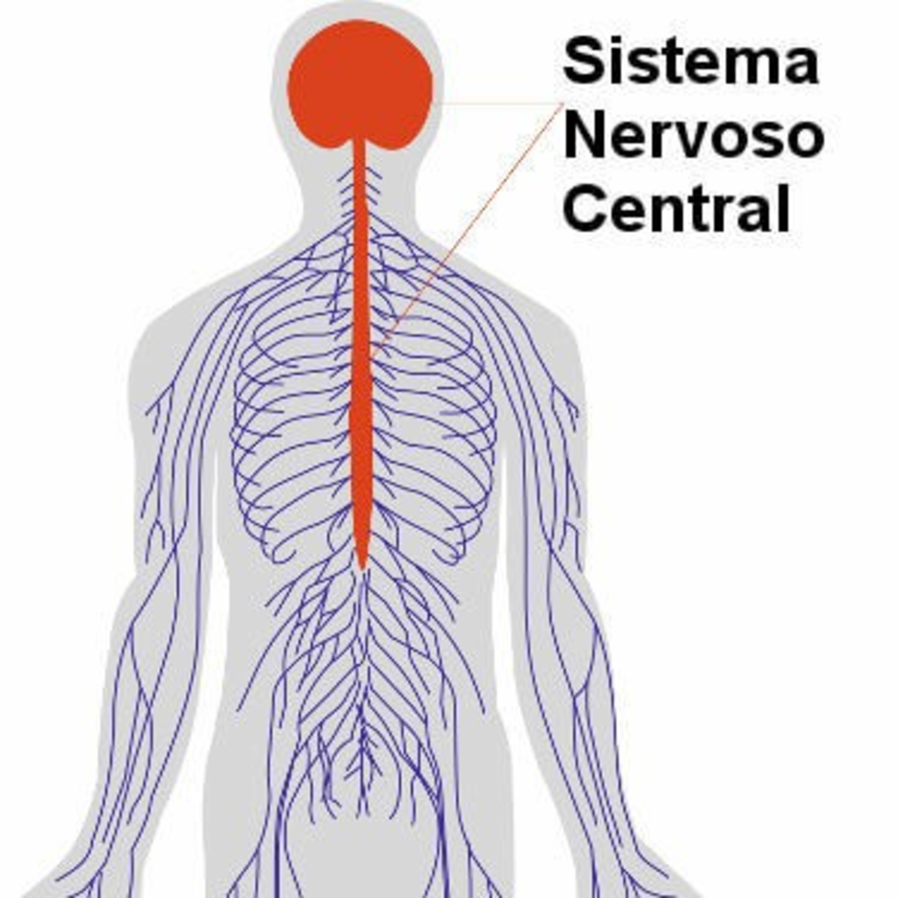 O SISTEMA NERVOSO