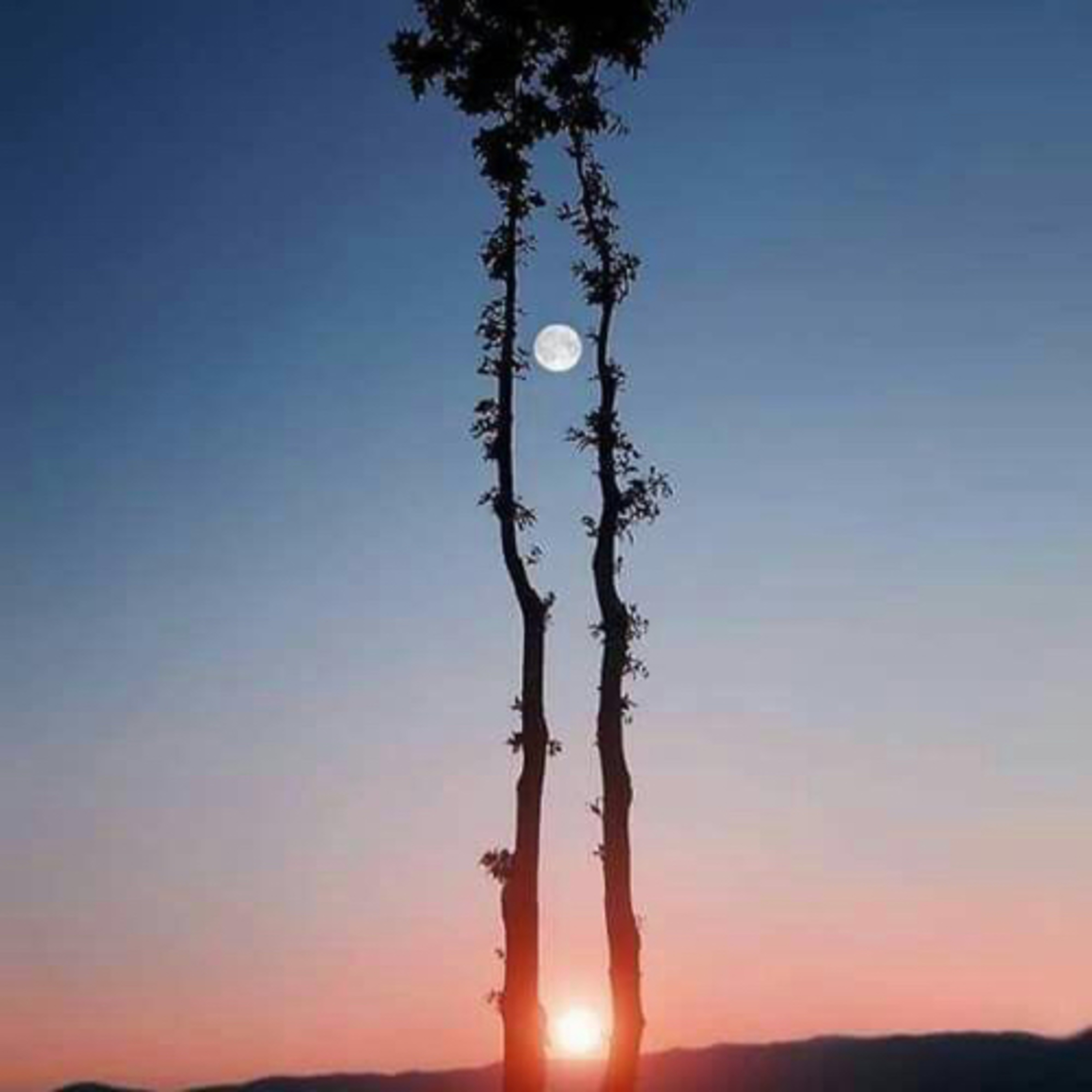 Natureza Íntima